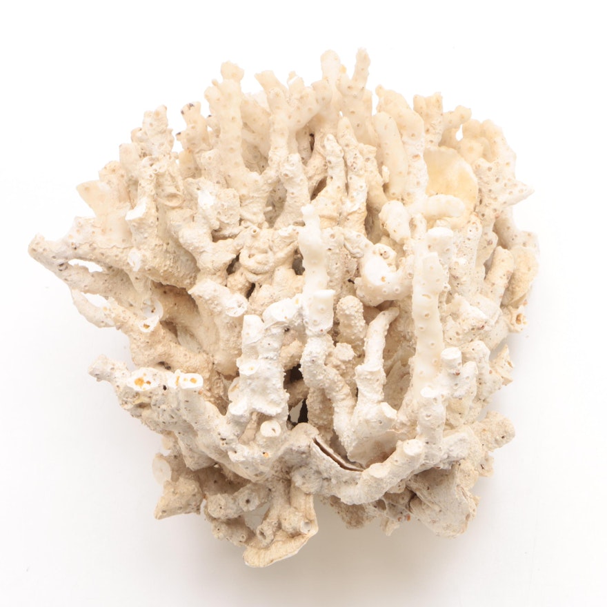Decorative Dried White Coral