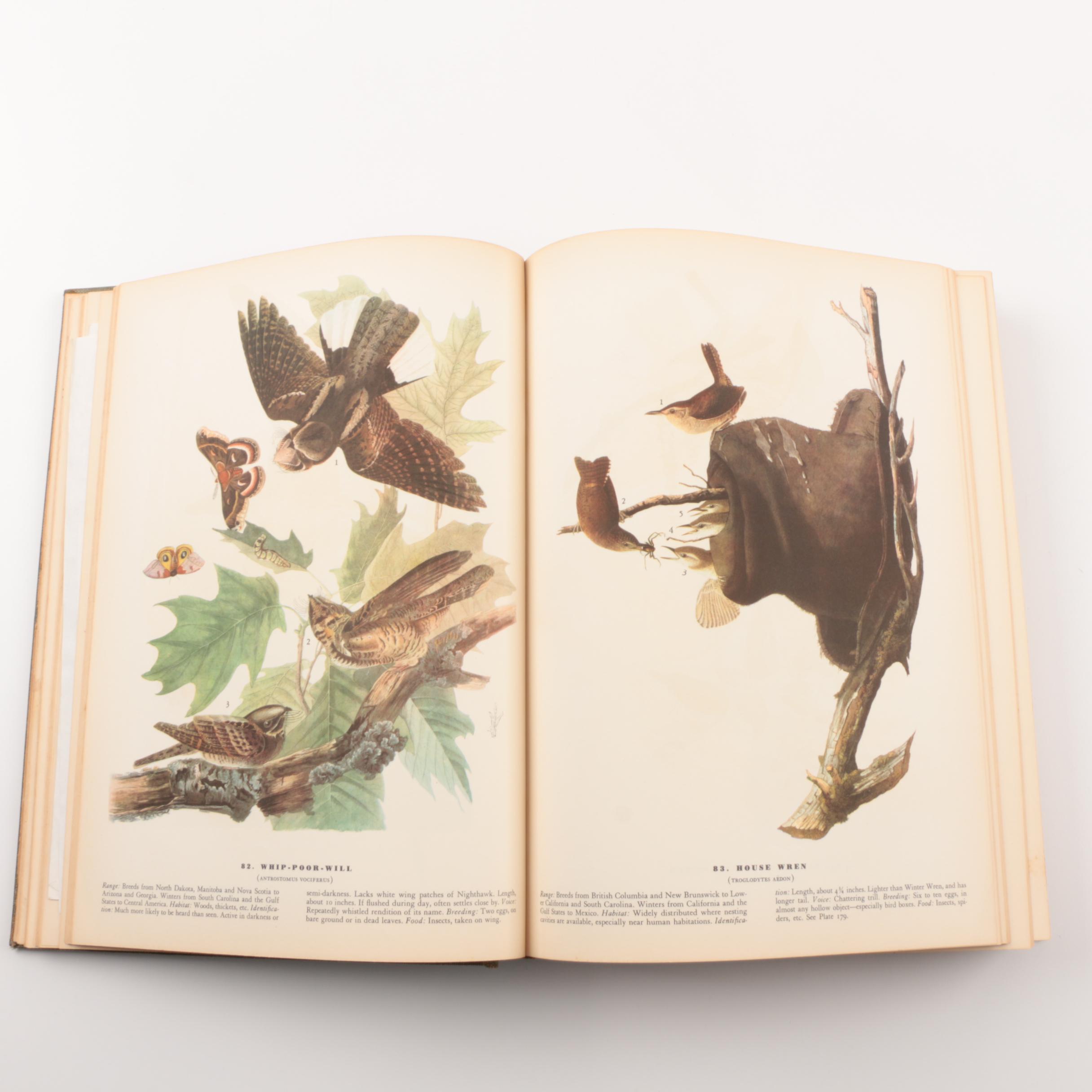 1937 "Birds of America" by John James Audubon