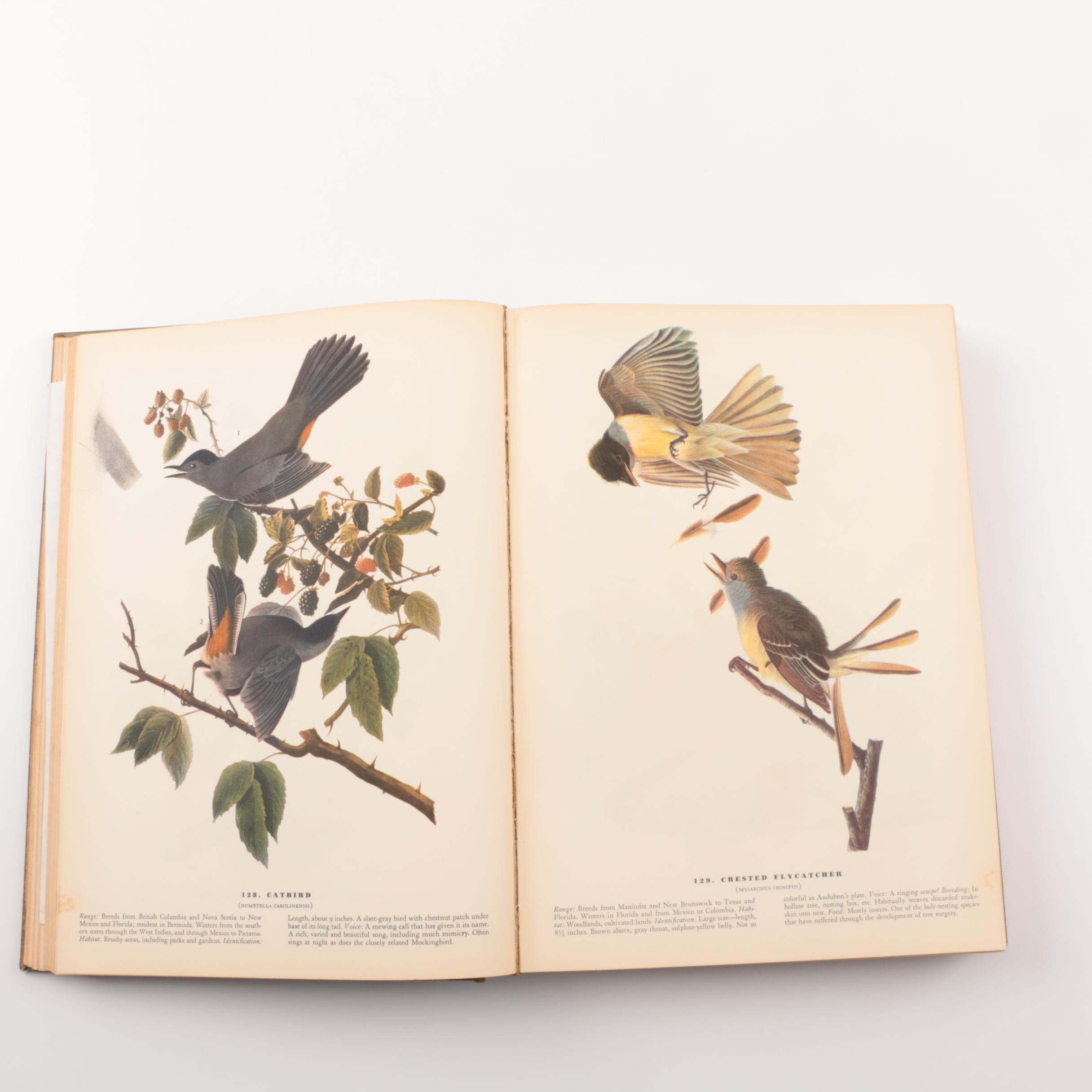 1937 "Birds of America" by John James Audubon