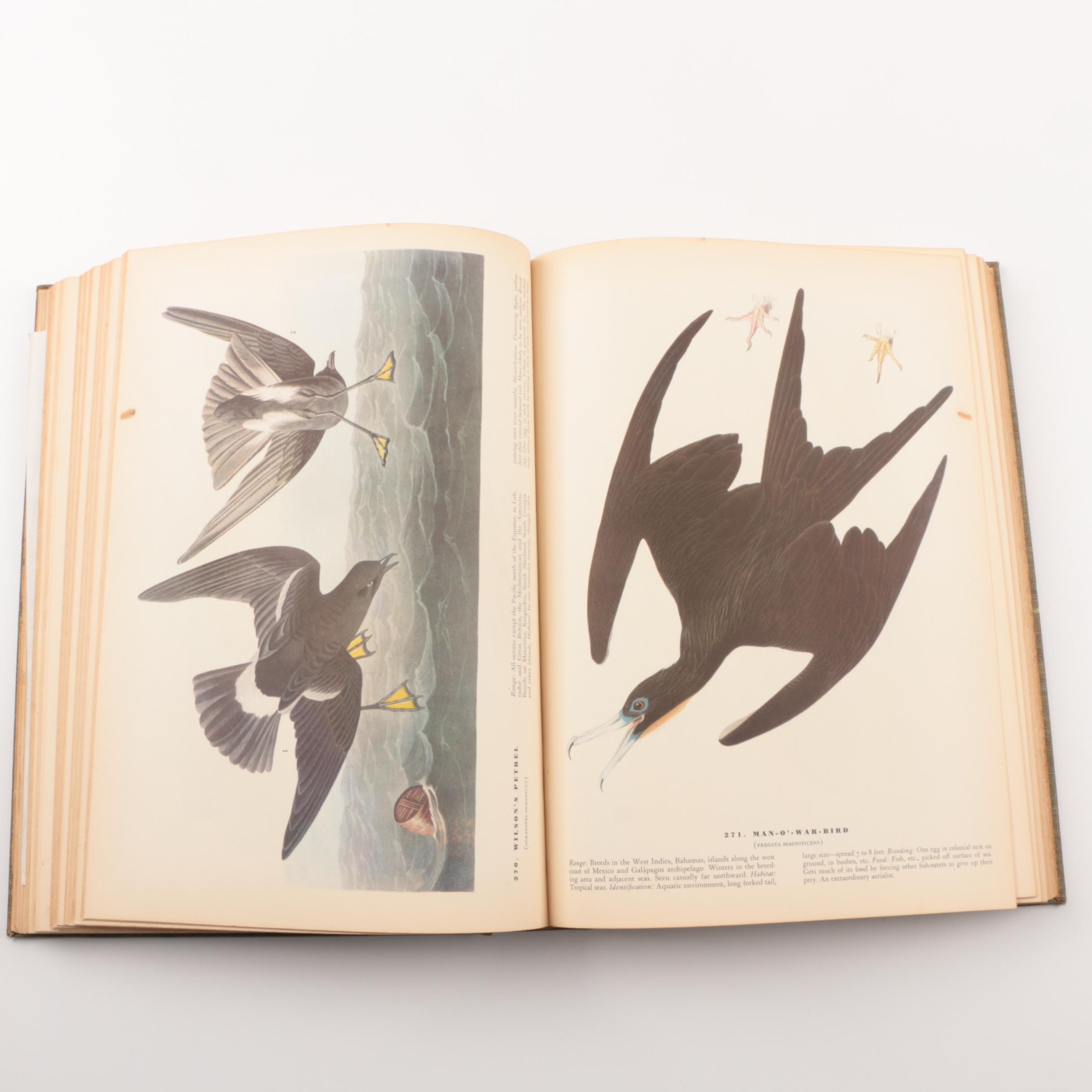 1937 "Birds of America" by John James Audubon