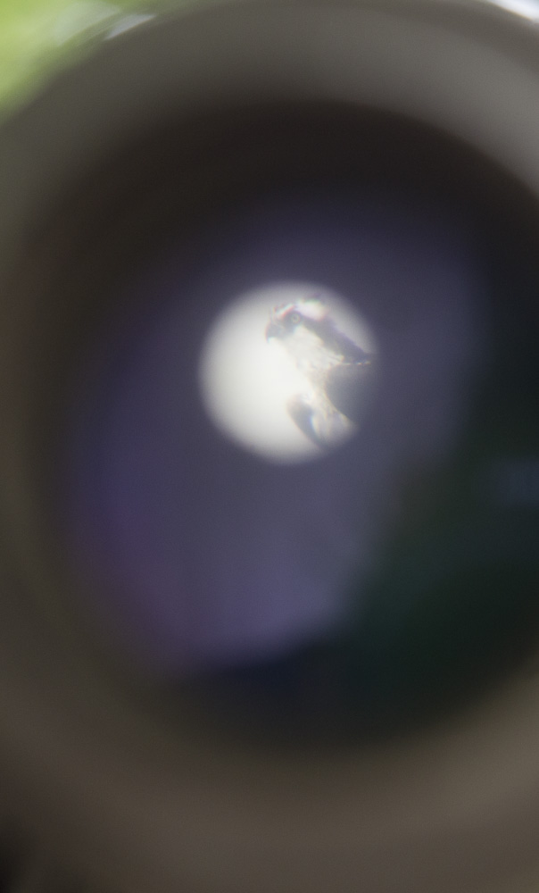 Oberwerk 25/40x100 Long-Range Observation Binoculars with Tripod and Case