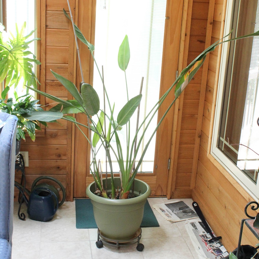 Large Tropical Plant in Rolling Planter