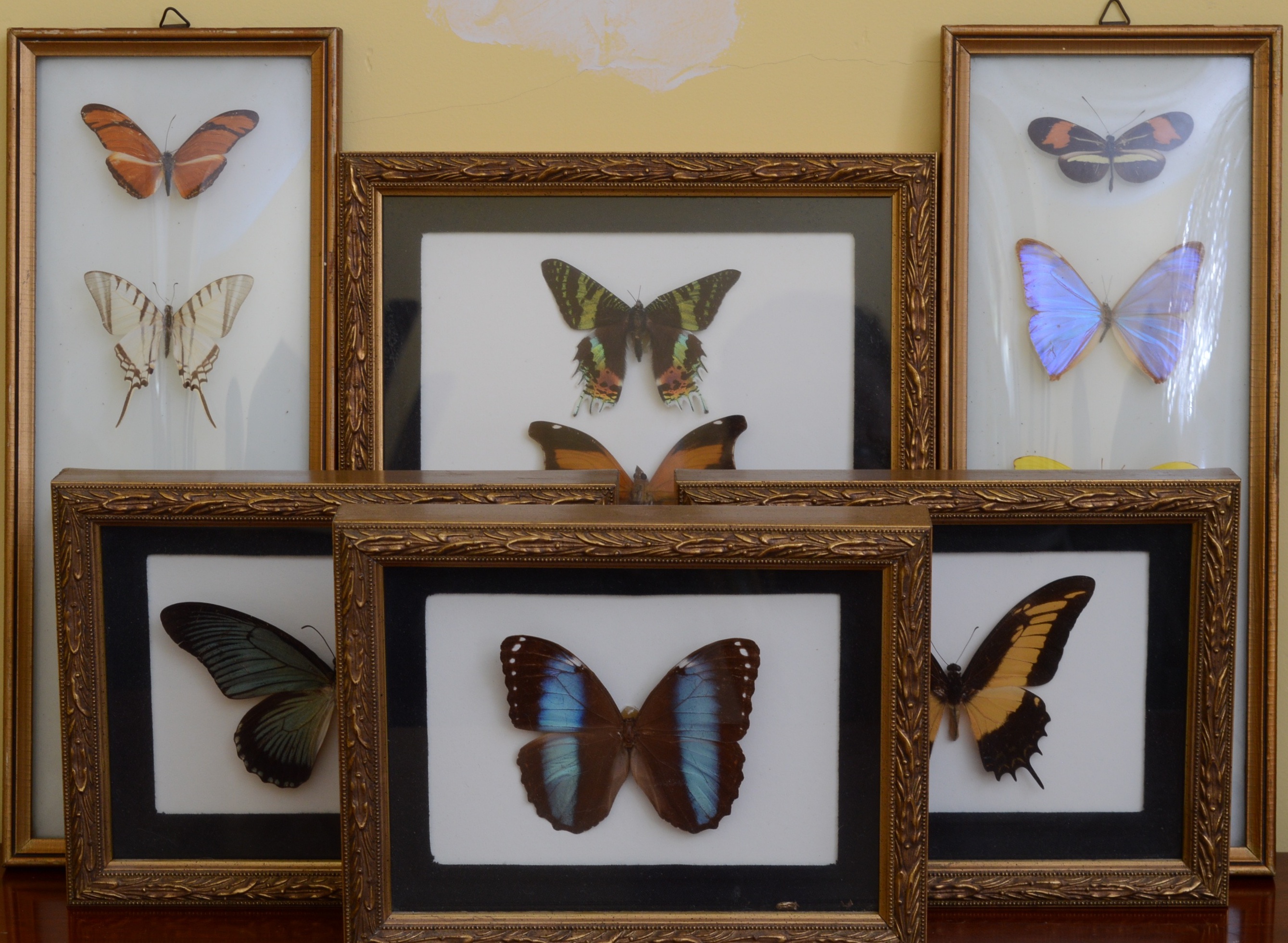 Collection of Fifteen Butterfly Specimens