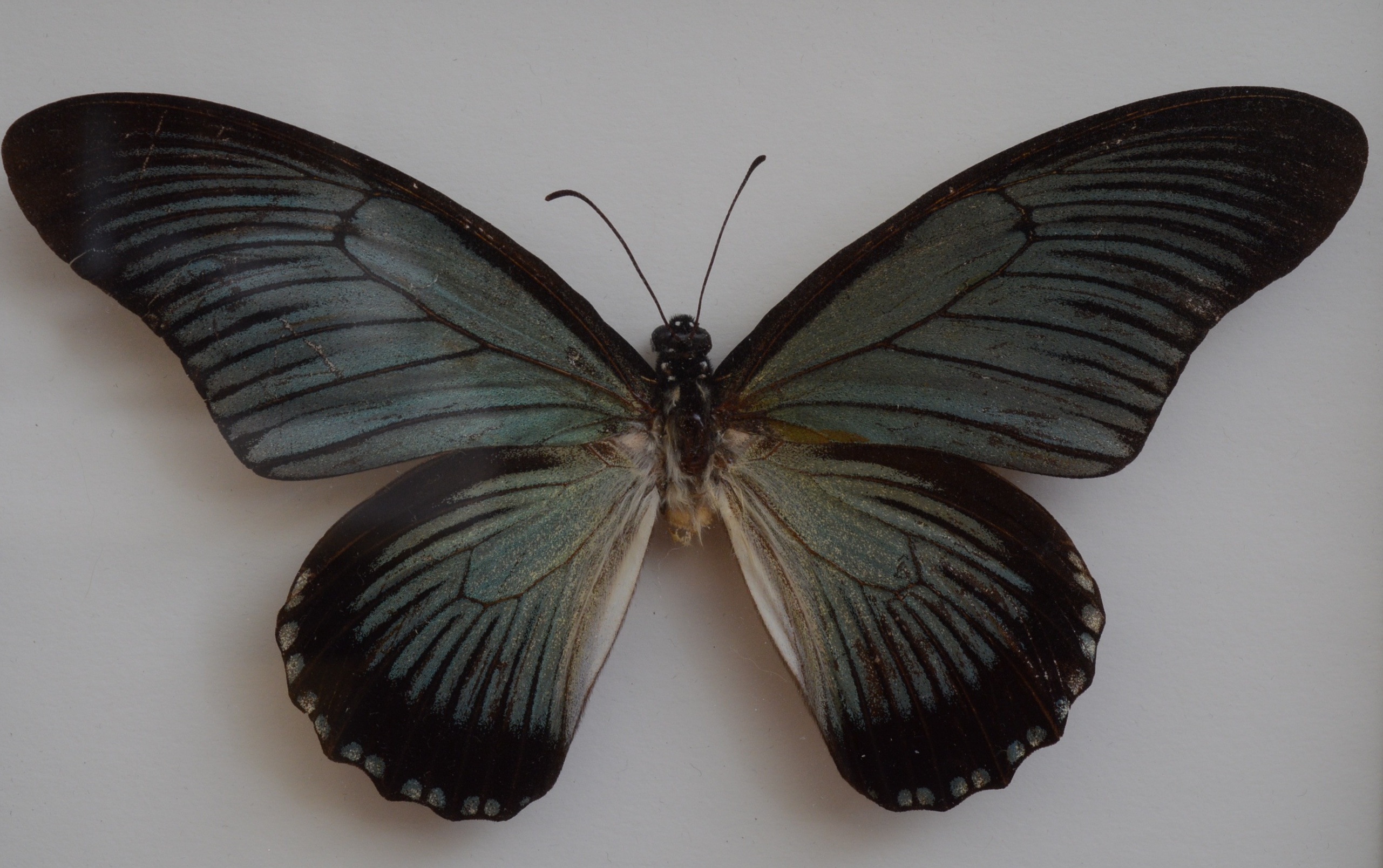 Collection of Fifteen Butterfly Specimens