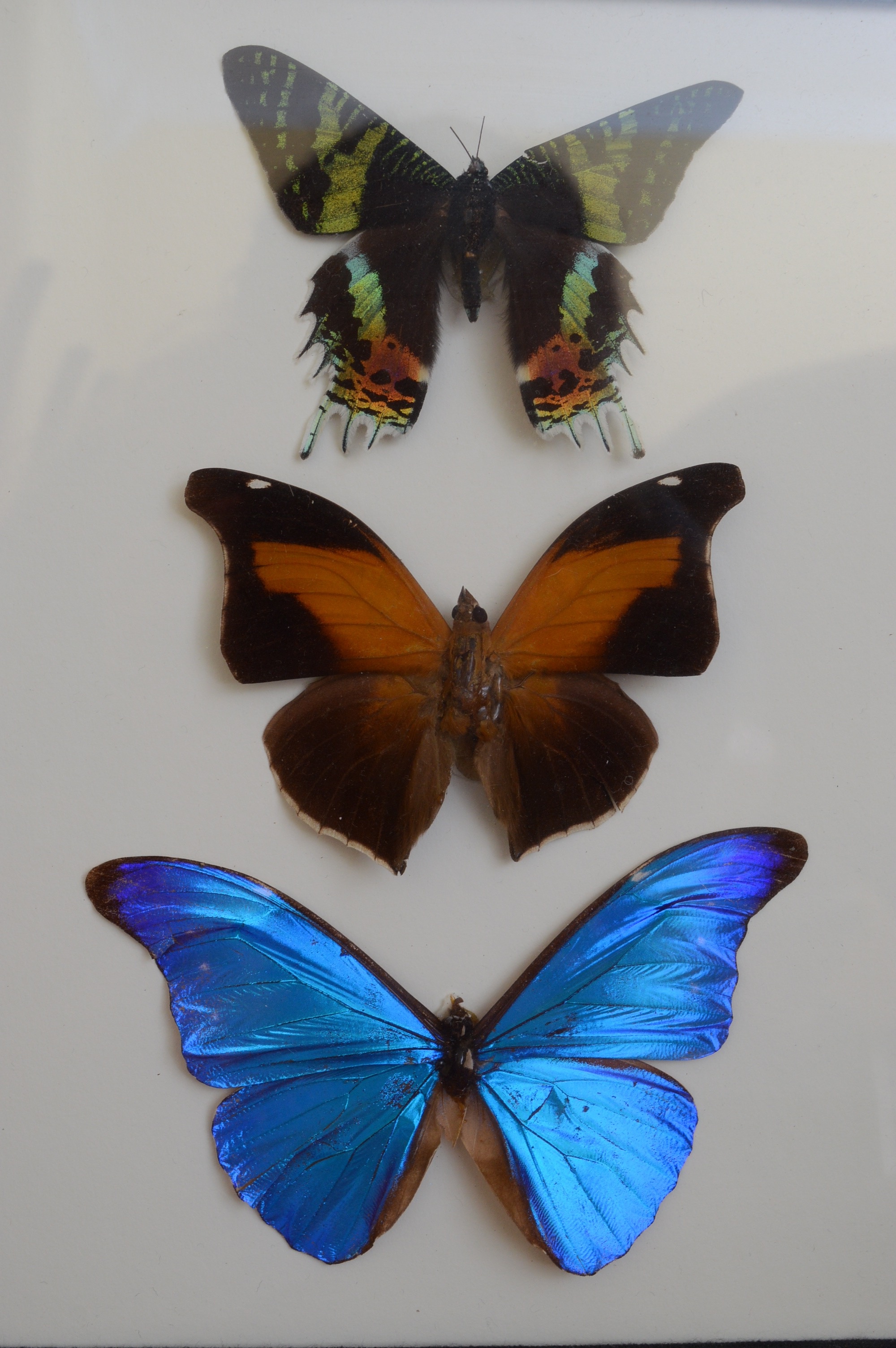 Collection of Fifteen Butterfly Specimens