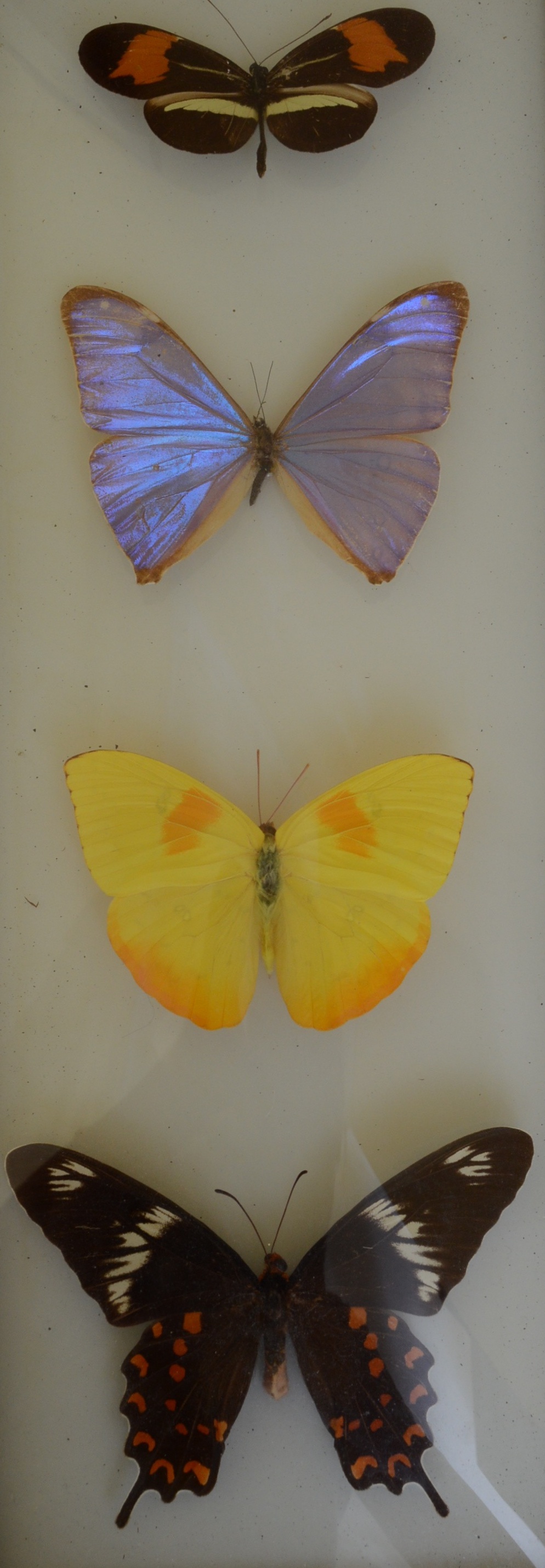 Collection of Fifteen Butterfly Specimens