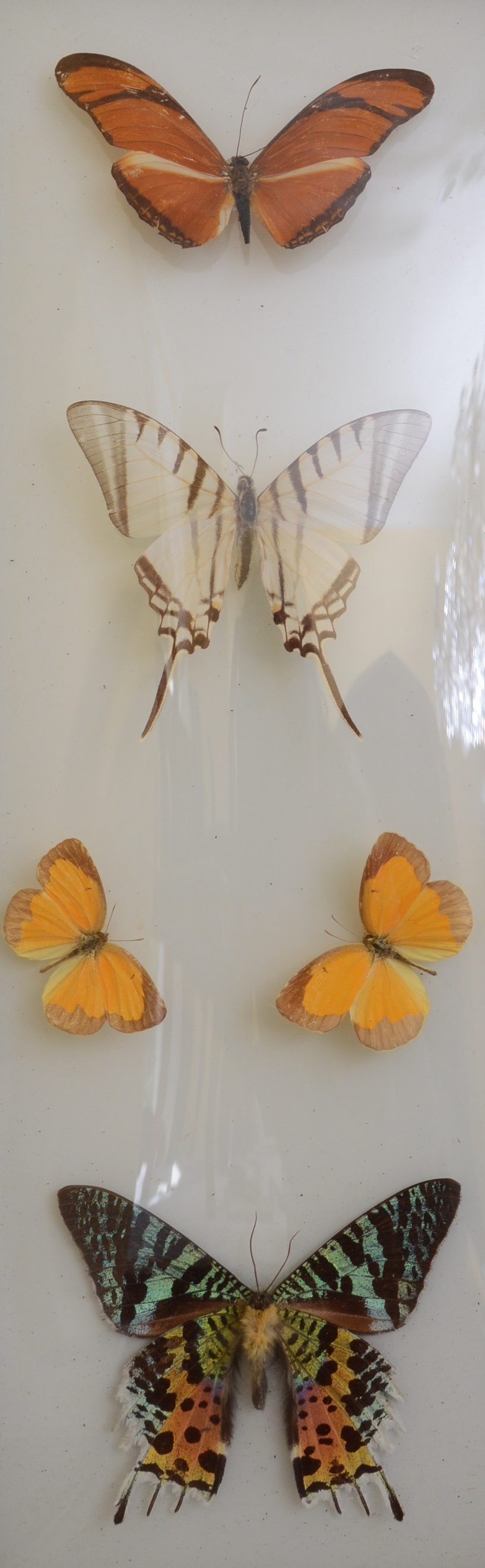 Collection of Fifteen Butterfly Specimens