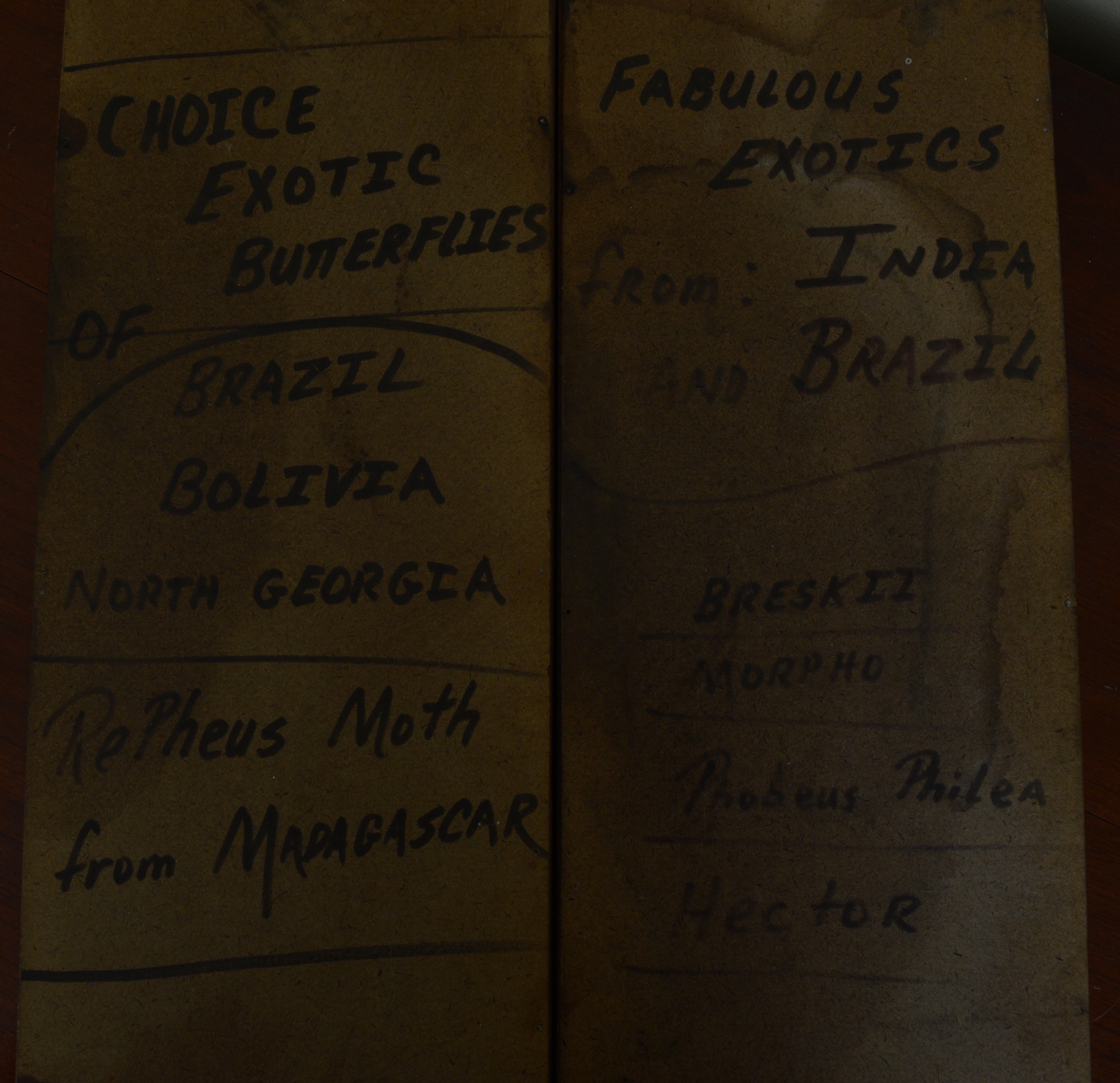 Collection of Fifteen Butterfly Specimens