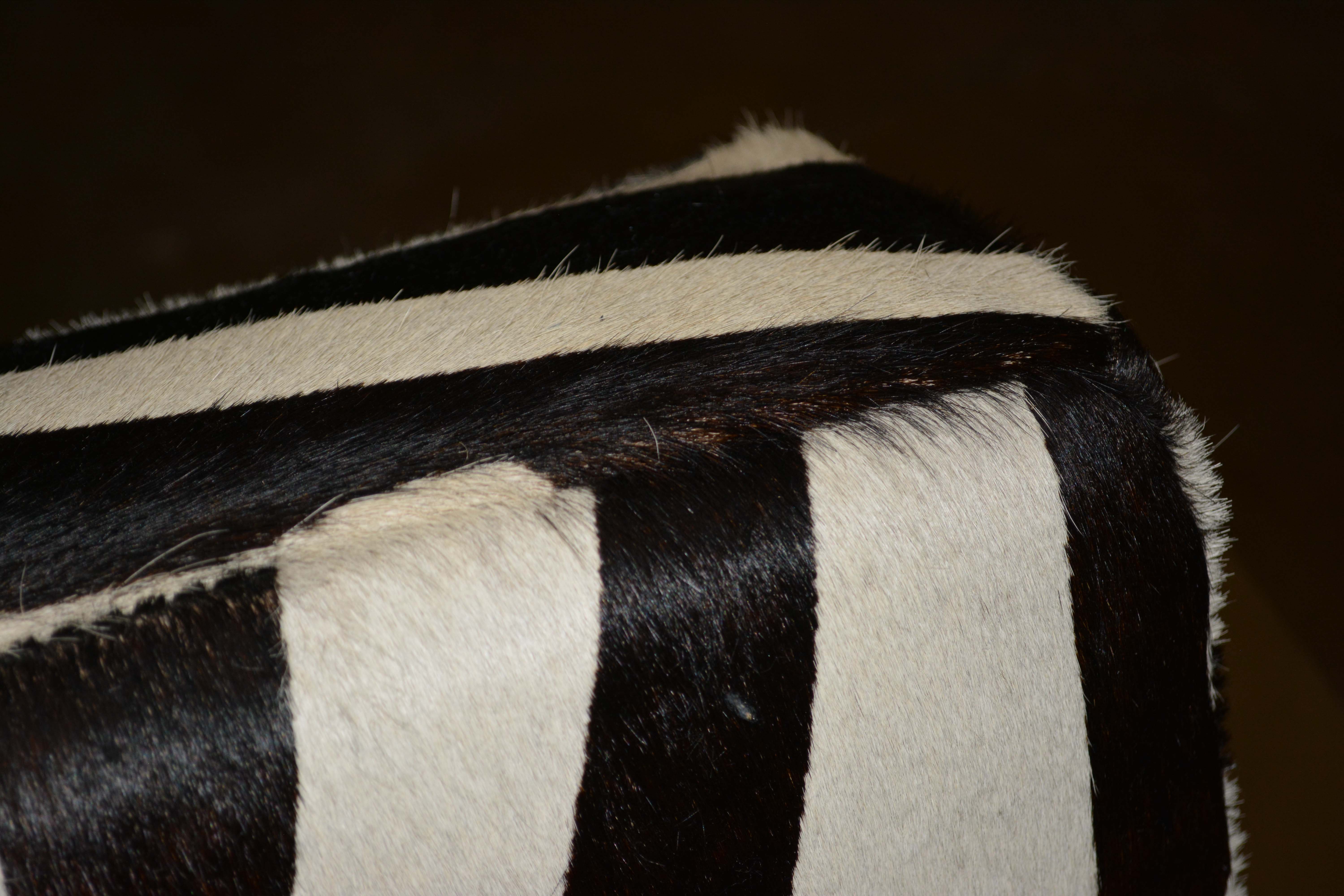 Silver Metal Cantilever Lounge Chair with Zebra Print Upholstery