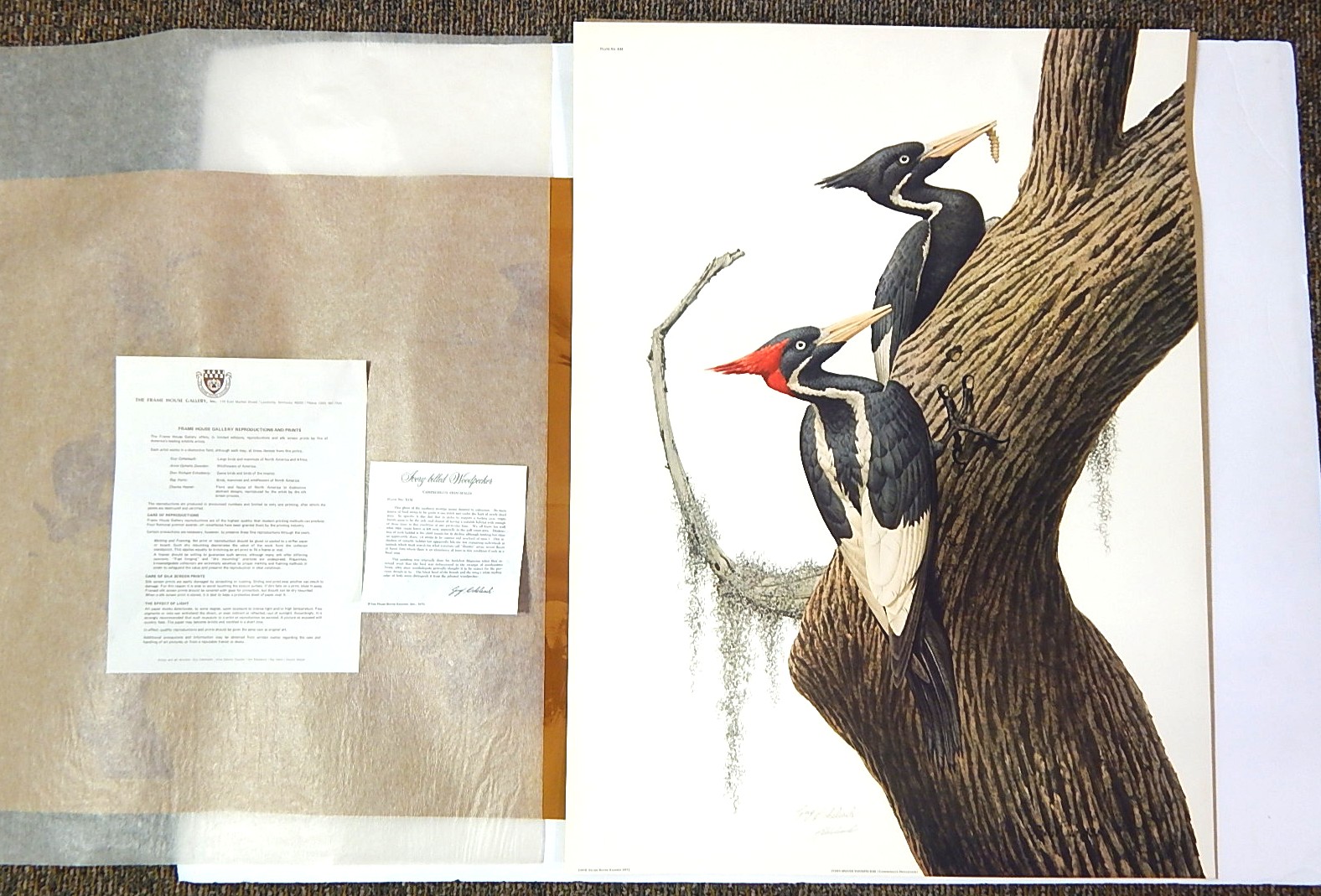 Unframed Guy Coheleach Signed "Ivory-Billed Woodpecker" Lithograph