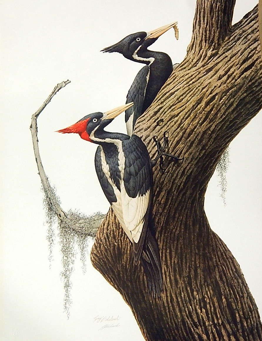 Unframed Guy Coheleach Signed "Ivory-Billed Woodpecker" Lithograph