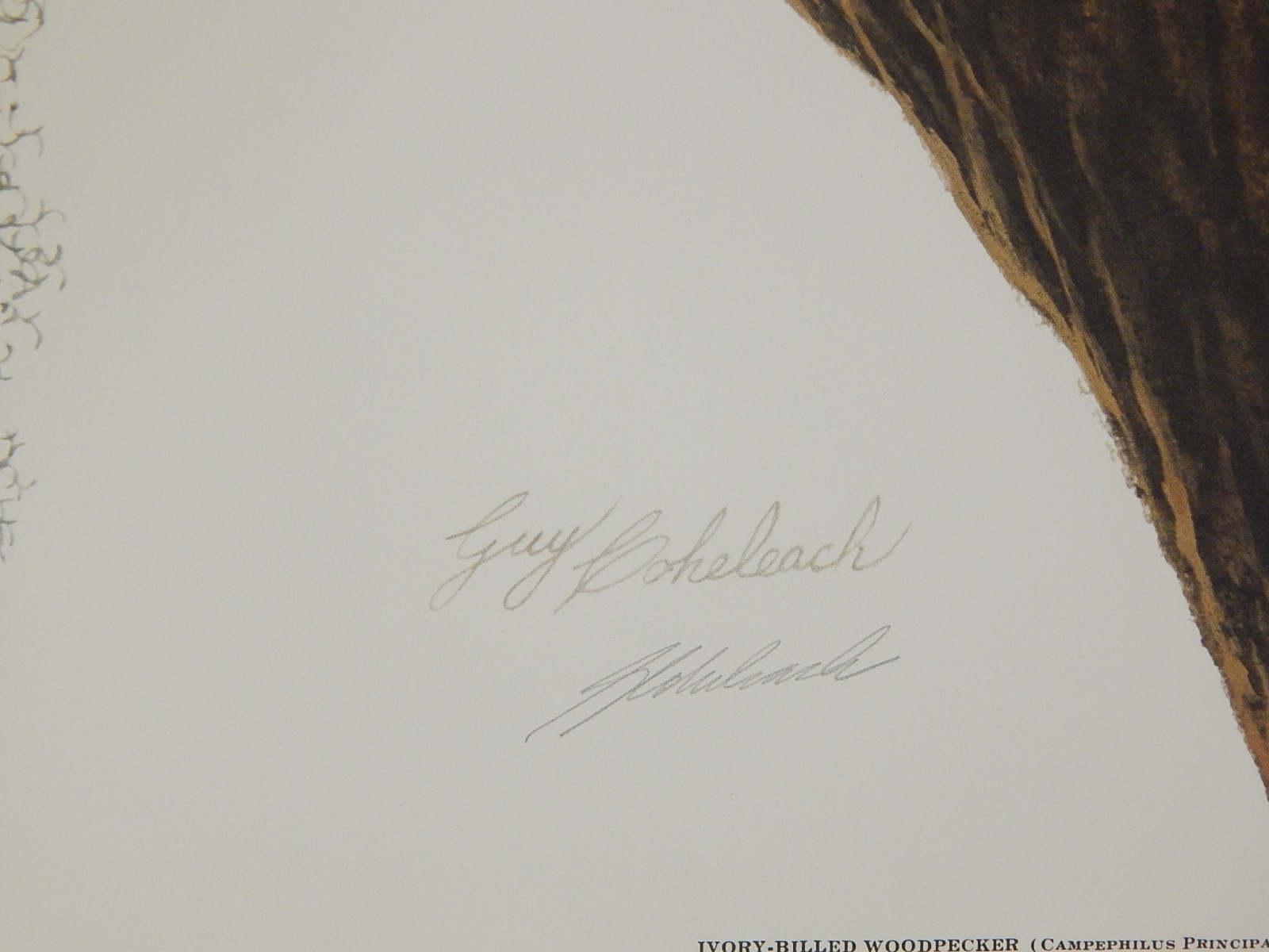 Unframed Guy Coheleach Signed "Ivory-Billed Woodpecker" Lithograph