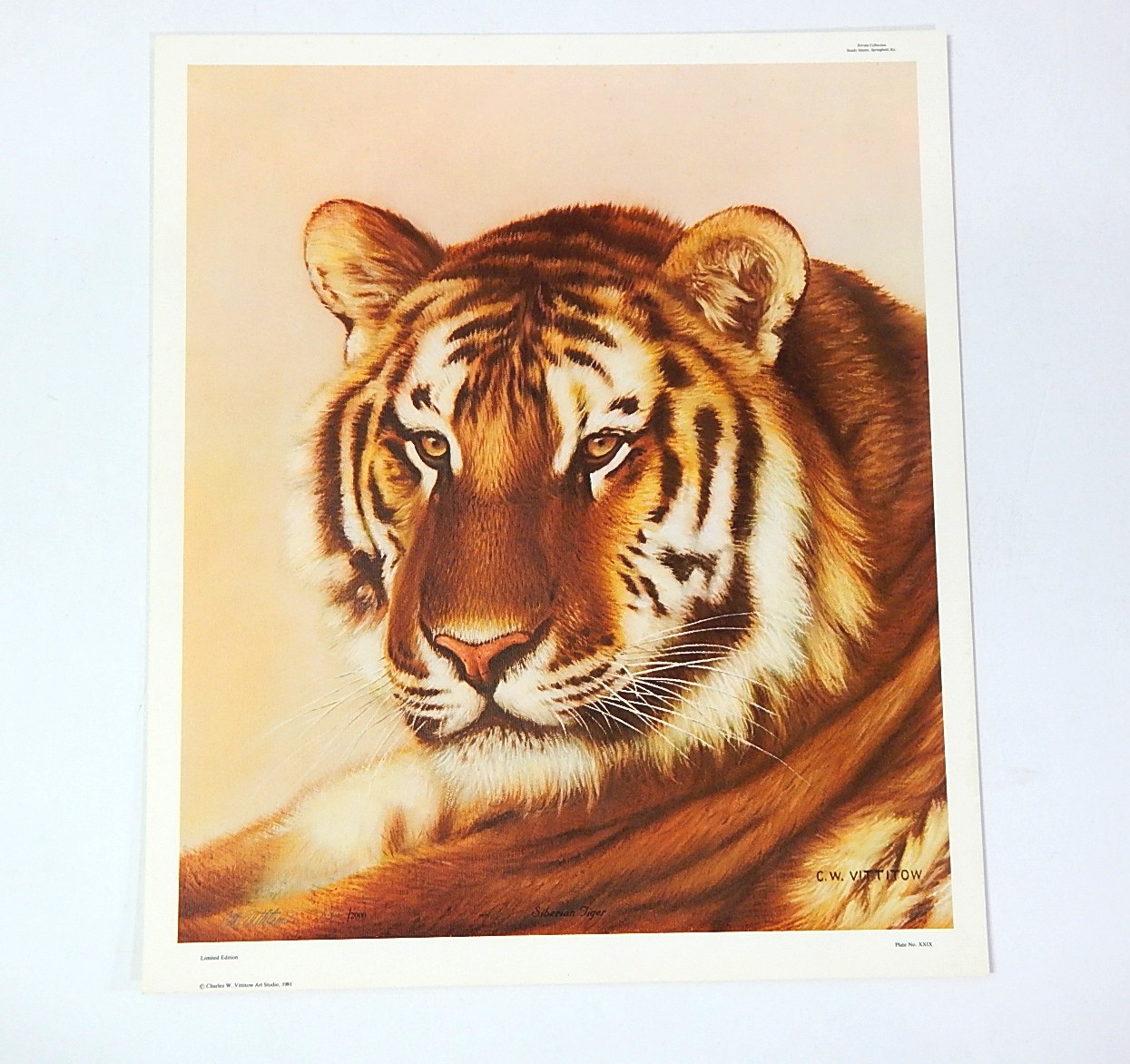 Unframed 1981 C.W. Vittitow "Siberian Tiger" Signed Limited Edition Lithograph