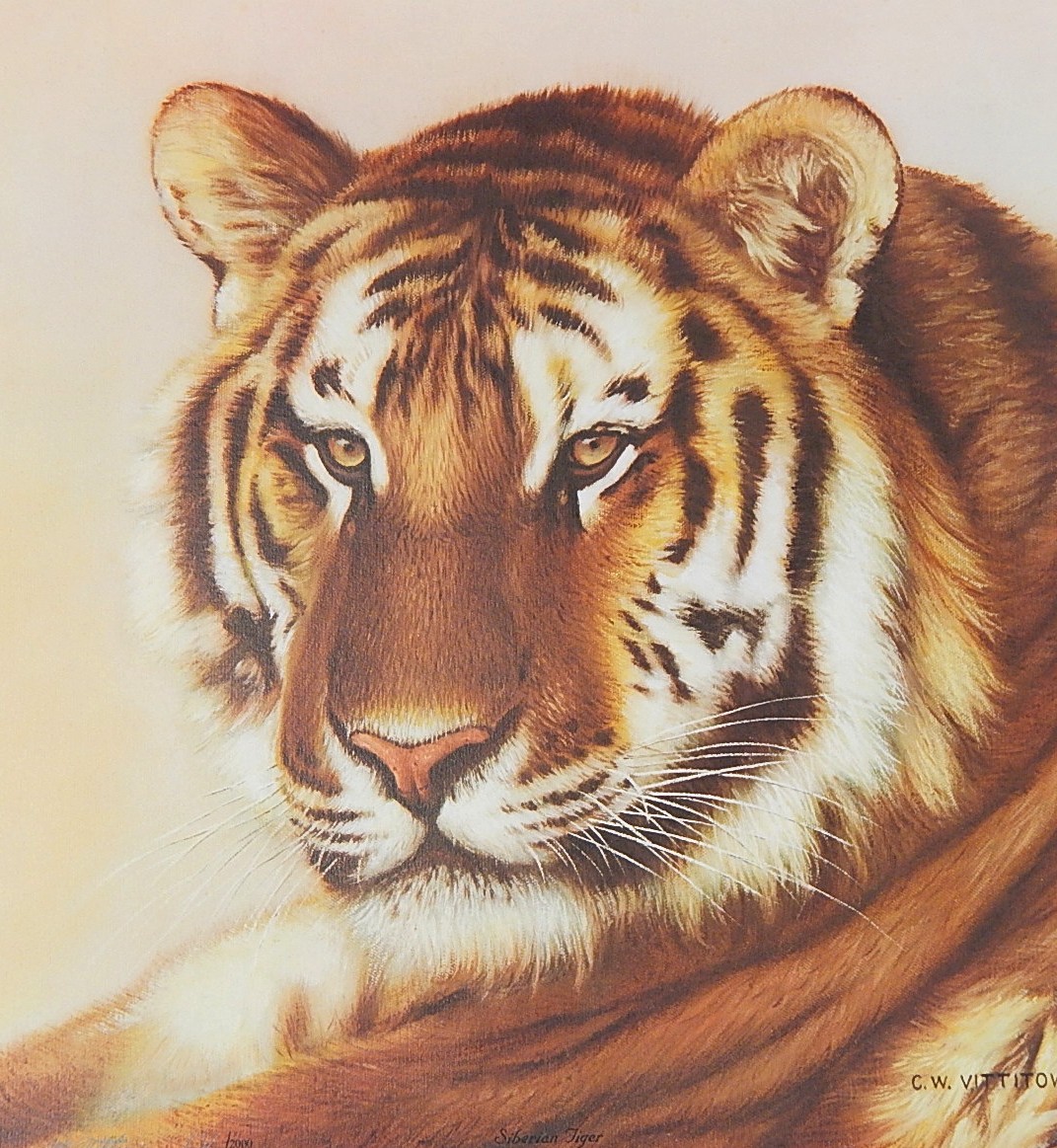 Unframed 1981 C.W. Vittitow "Siberian Tiger" Signed Limited Edition Lithograph