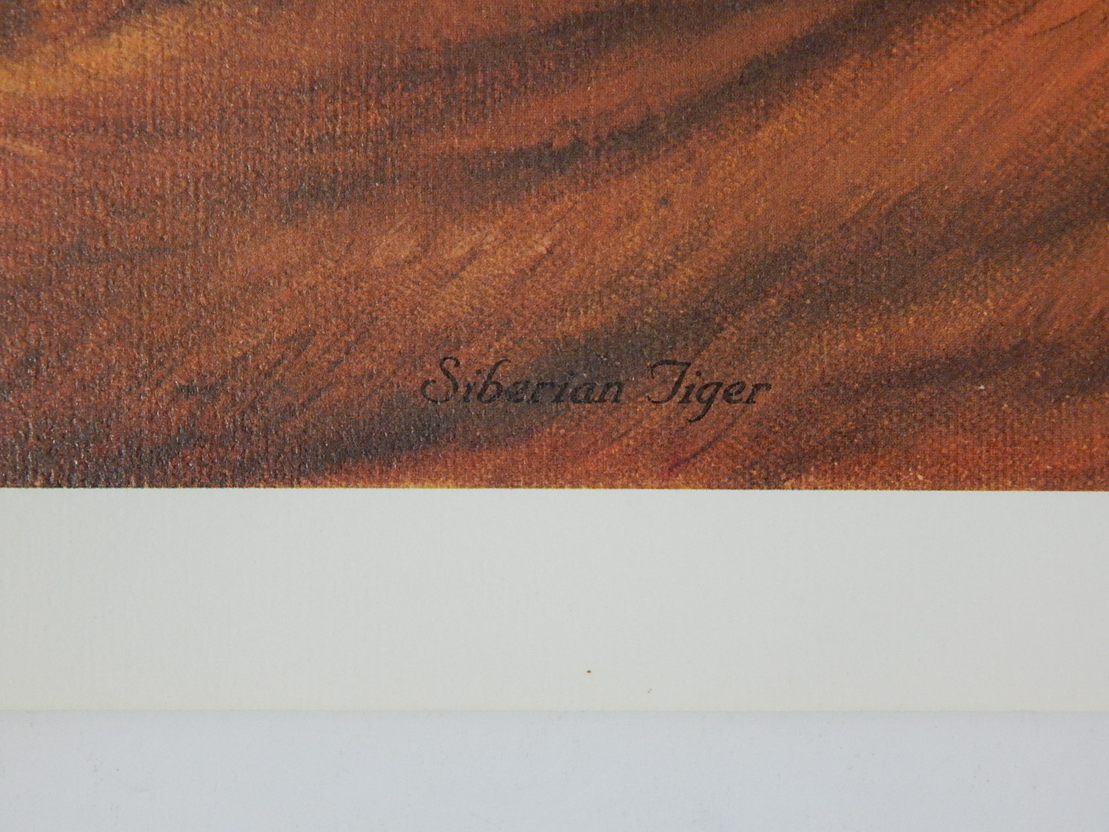 Unframed 1981 C.W. Vittitow "Siberian Tiger" Signed Limited Edition Lithograph