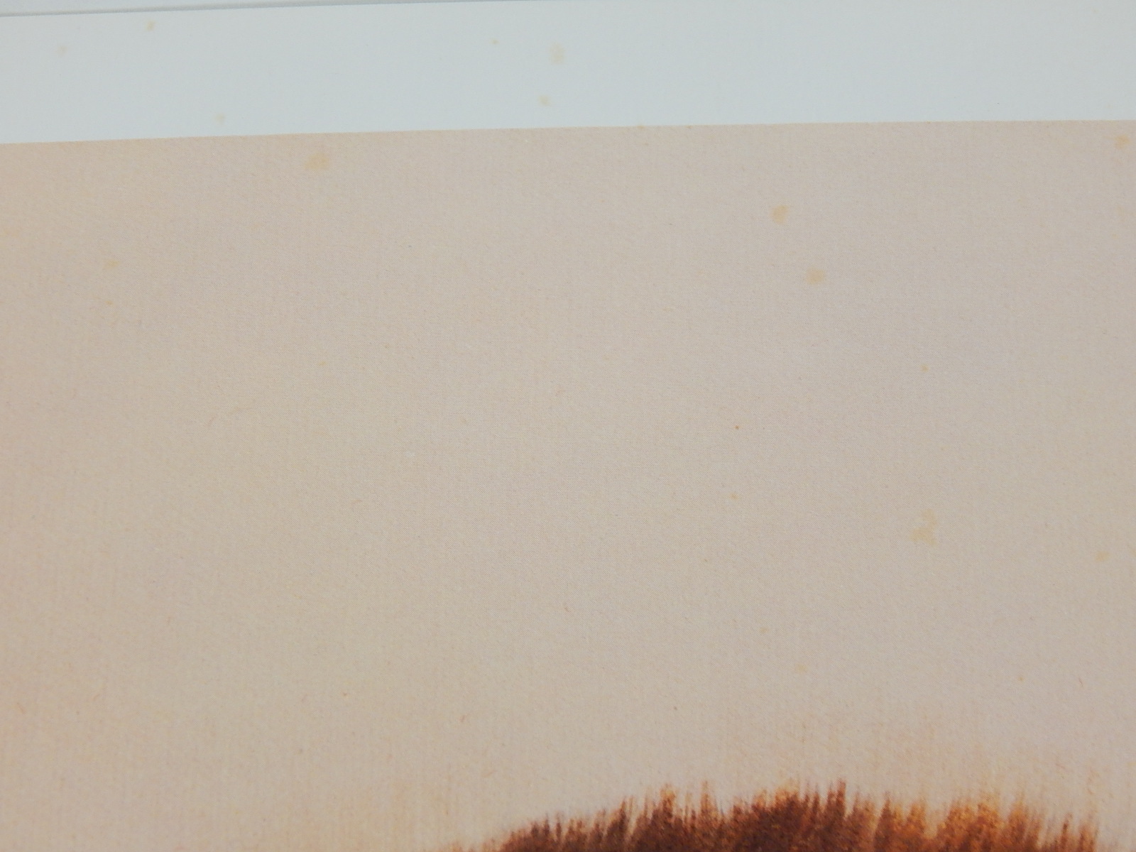 Unframed 1981 C.W. Vittitow "Siberian Tiger" Signed Limited Edition Lithograph