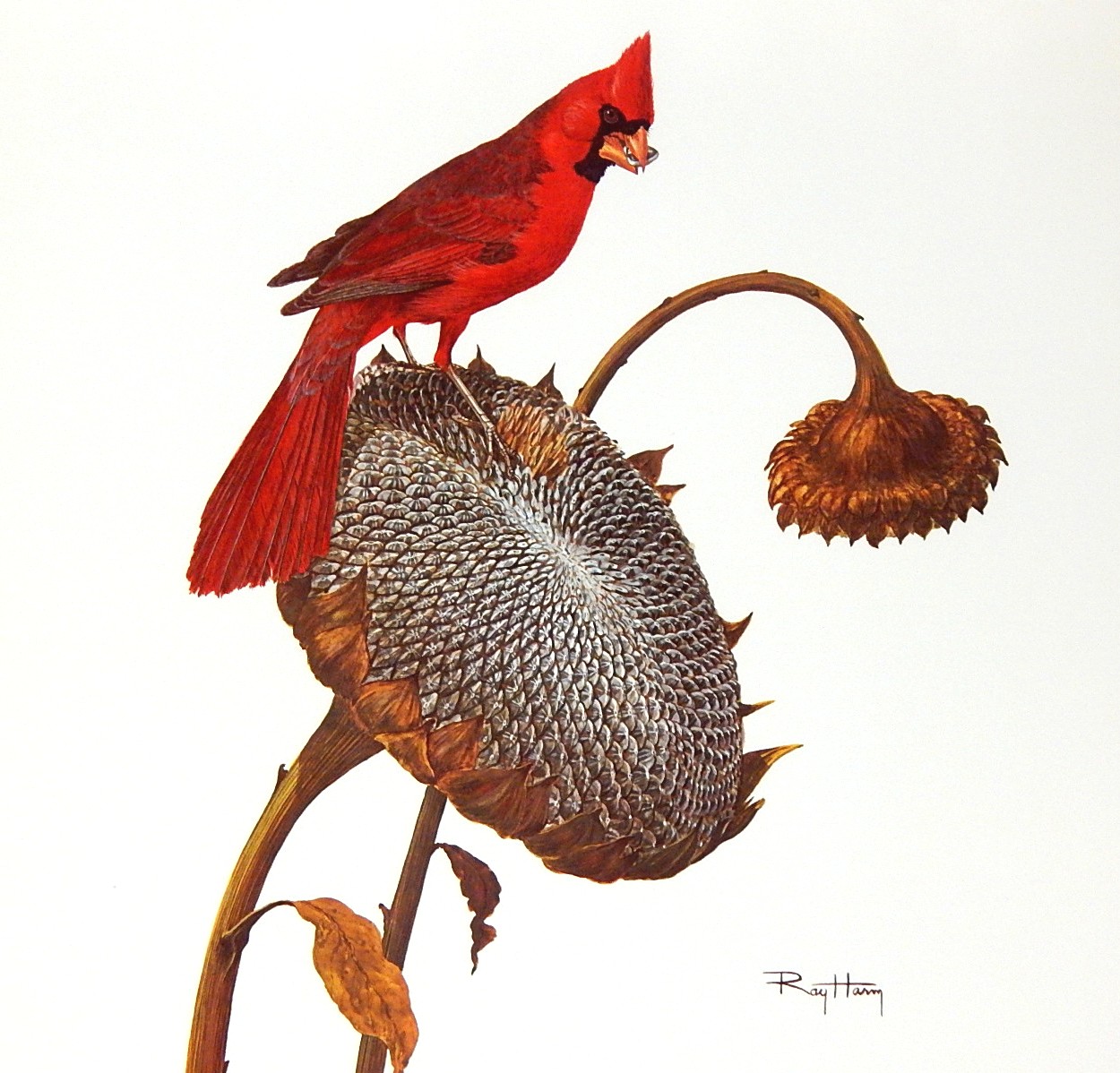 1969 Unframed Ray Harm "Cardinal" Signed Lithograph Print