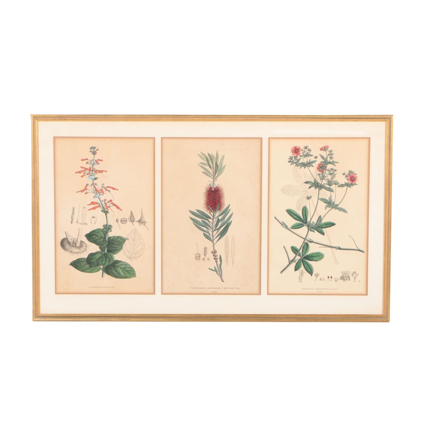 Hand-Colored Lithographs of Botanical Bookplates