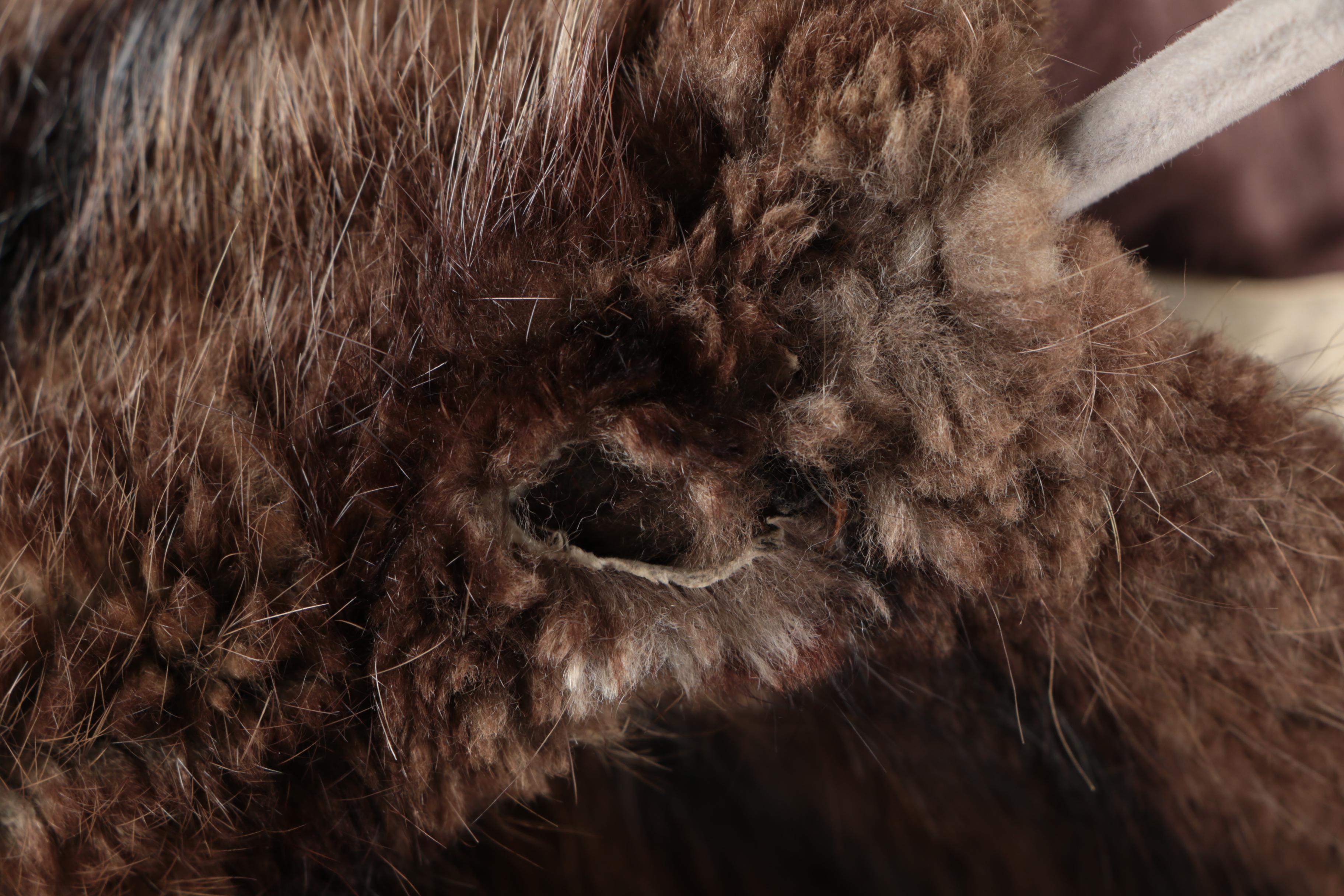 Vintage Morton's Dyed Beaver Fur Stole