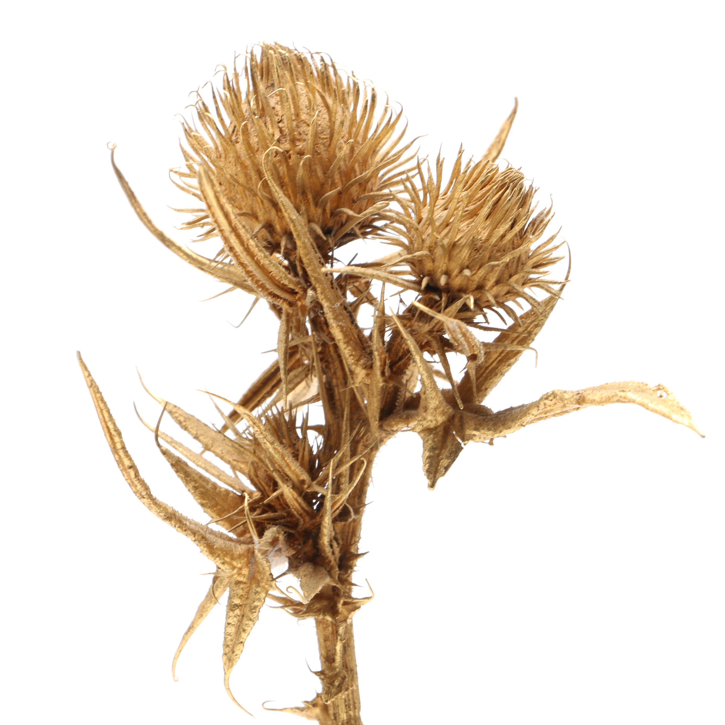 Vintage Steuben Glass Paperweight With Gilt Metal Thistle