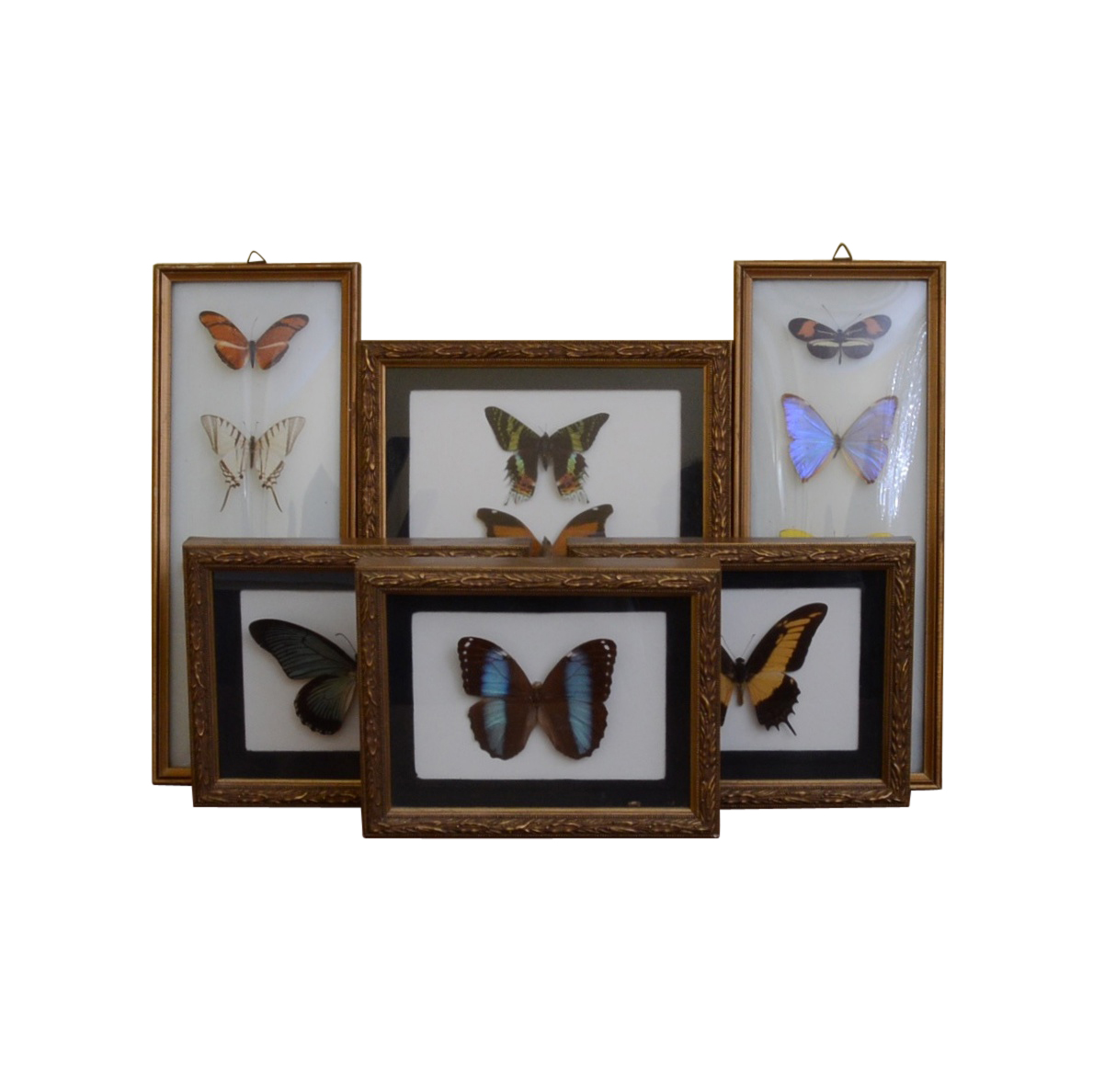 Collection of Fifteen Butterfly Specimens