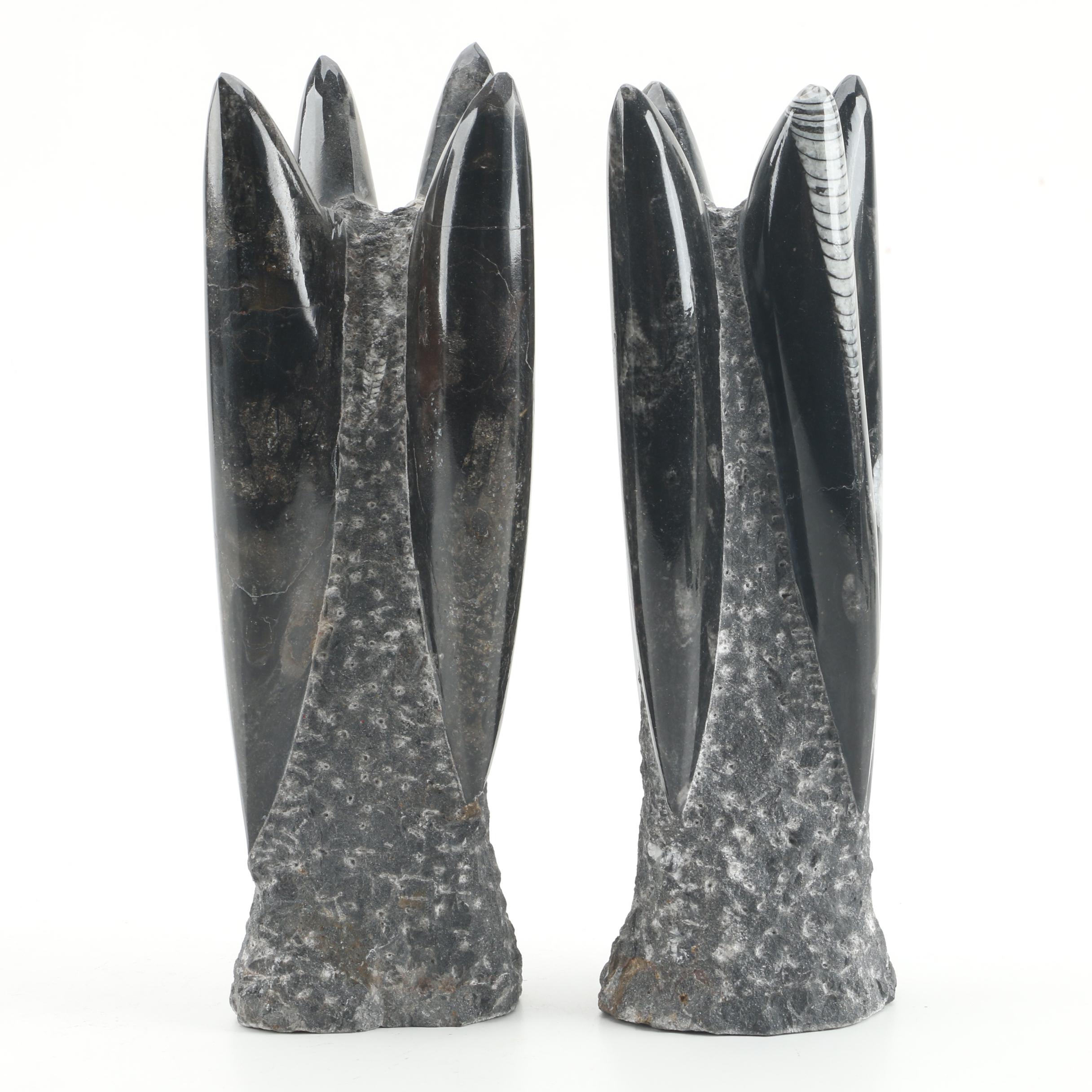 Orthoceras Specimens