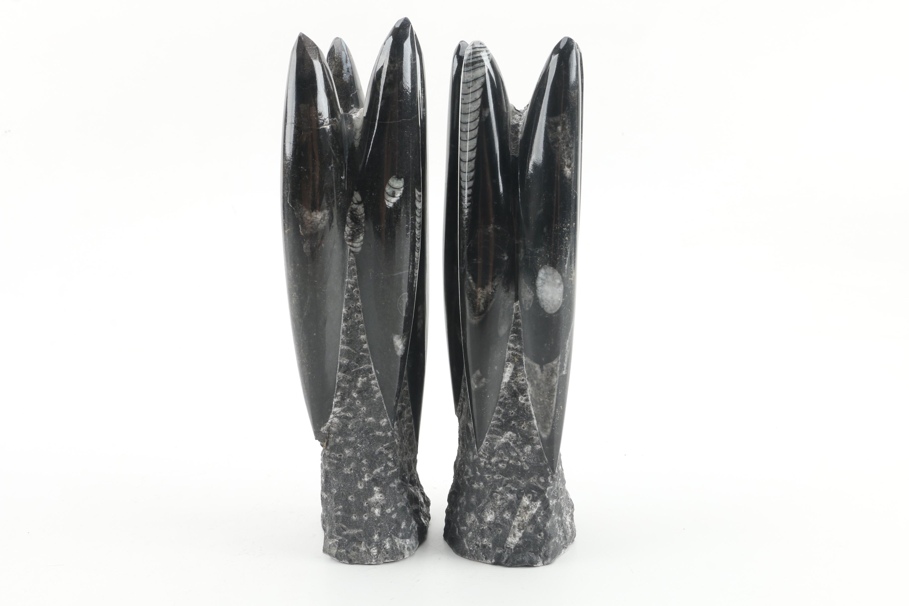 Orthoceras Specimens