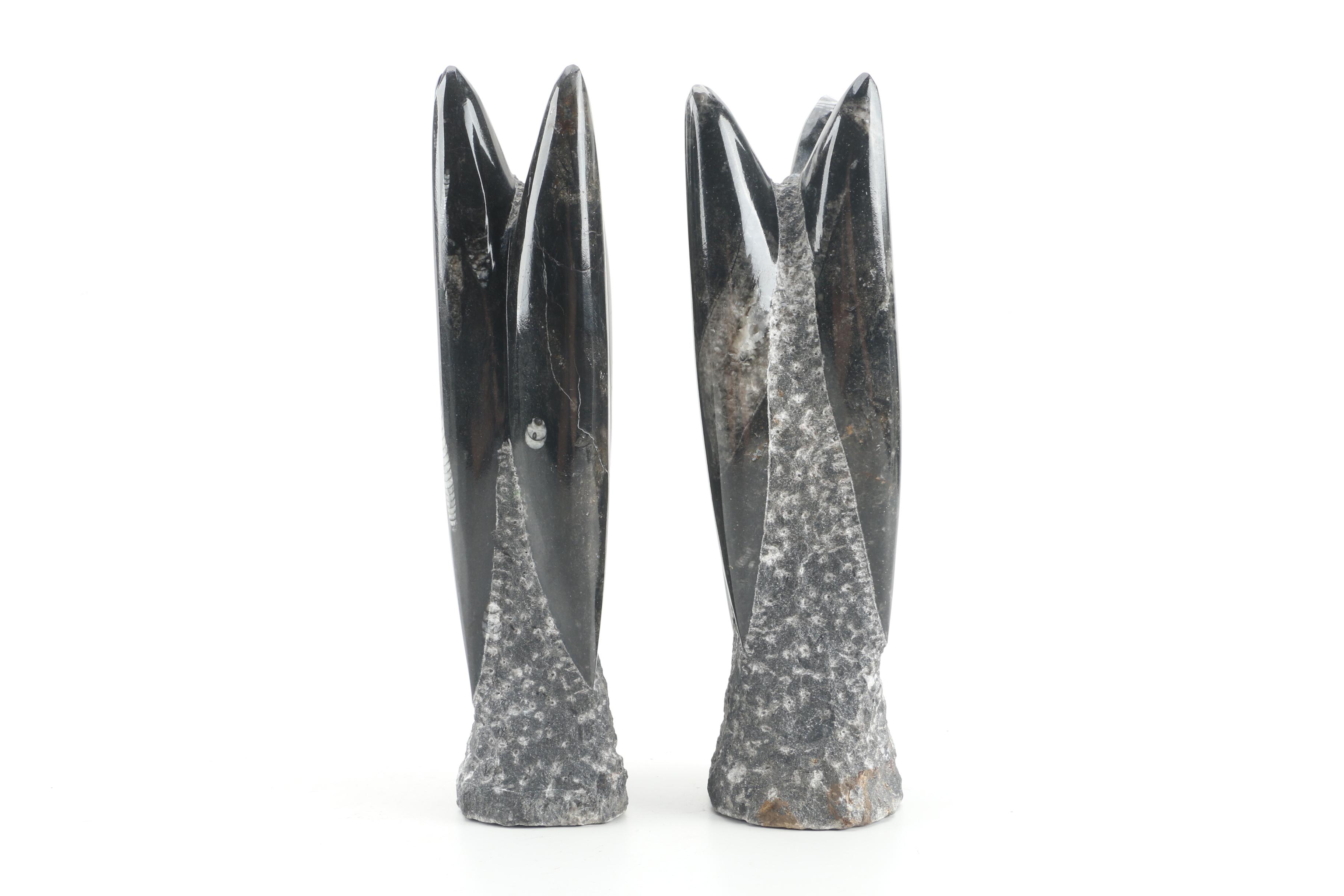 Orthoceras Specimens