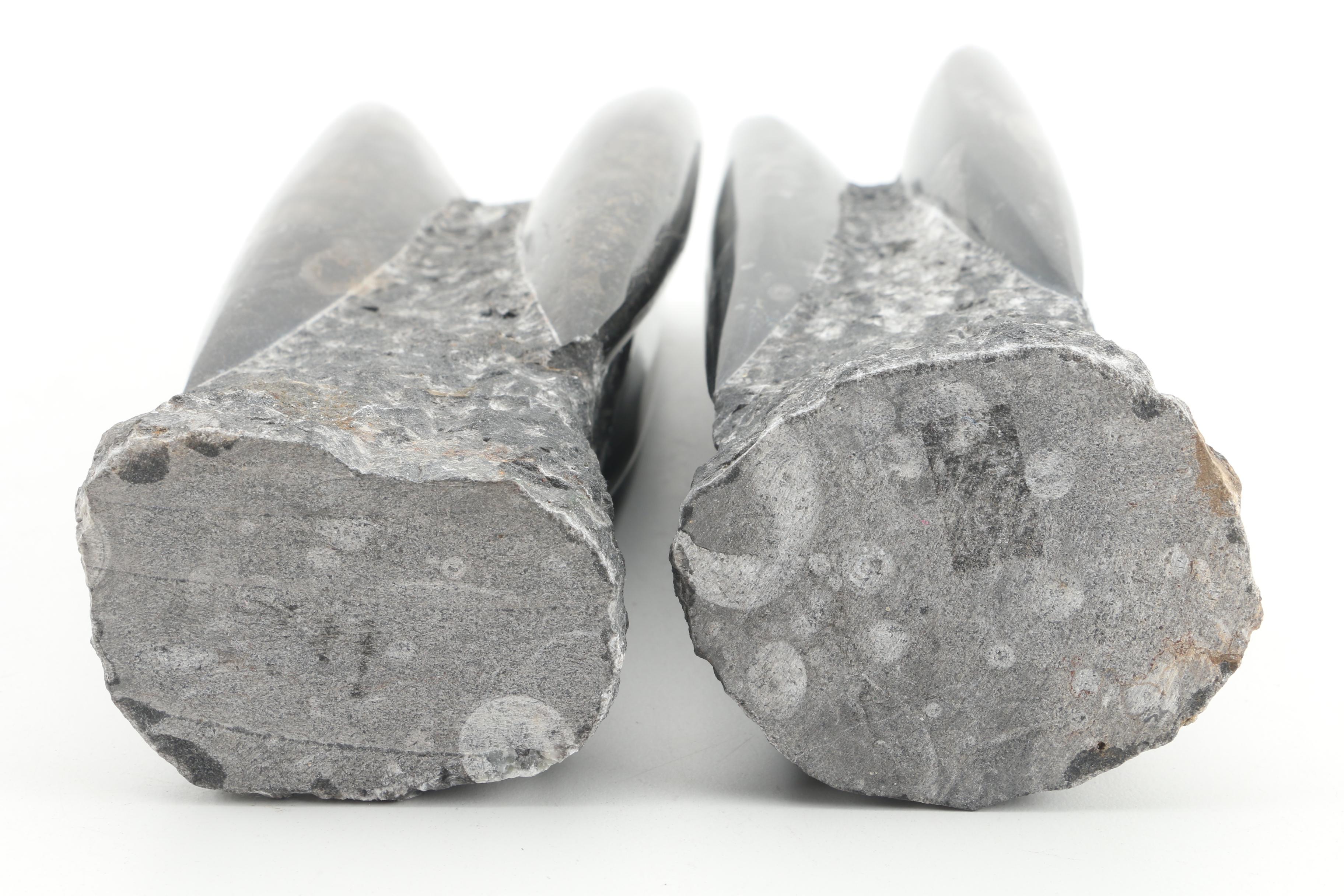 Orthoceras Specimens