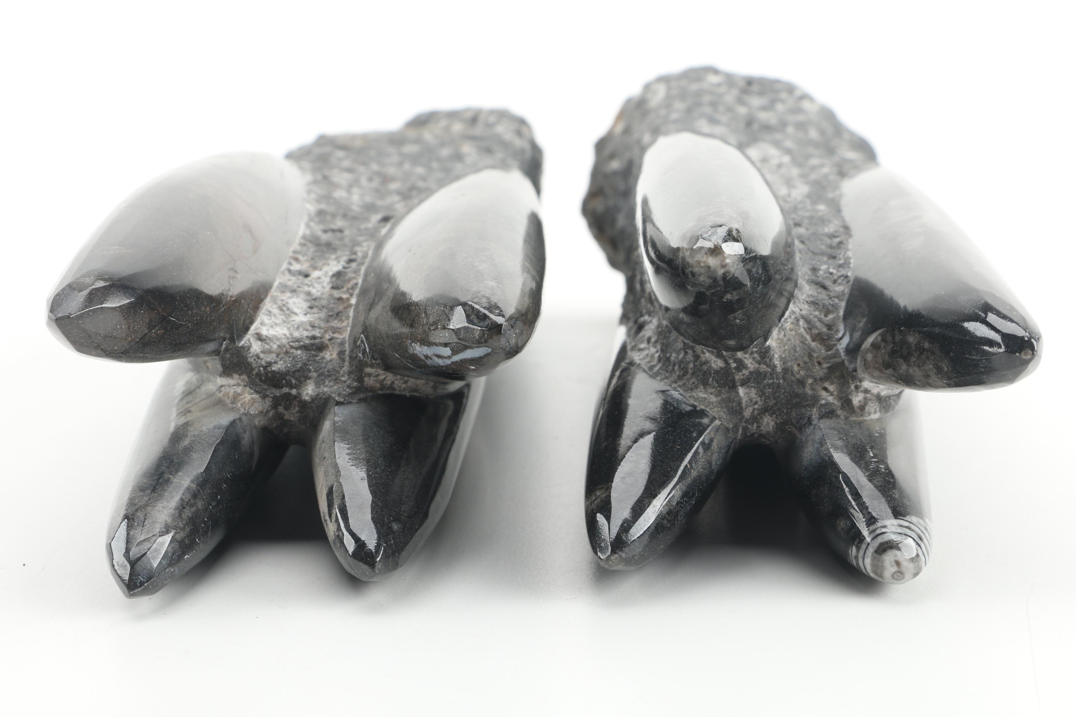 Orthoceras Specimens