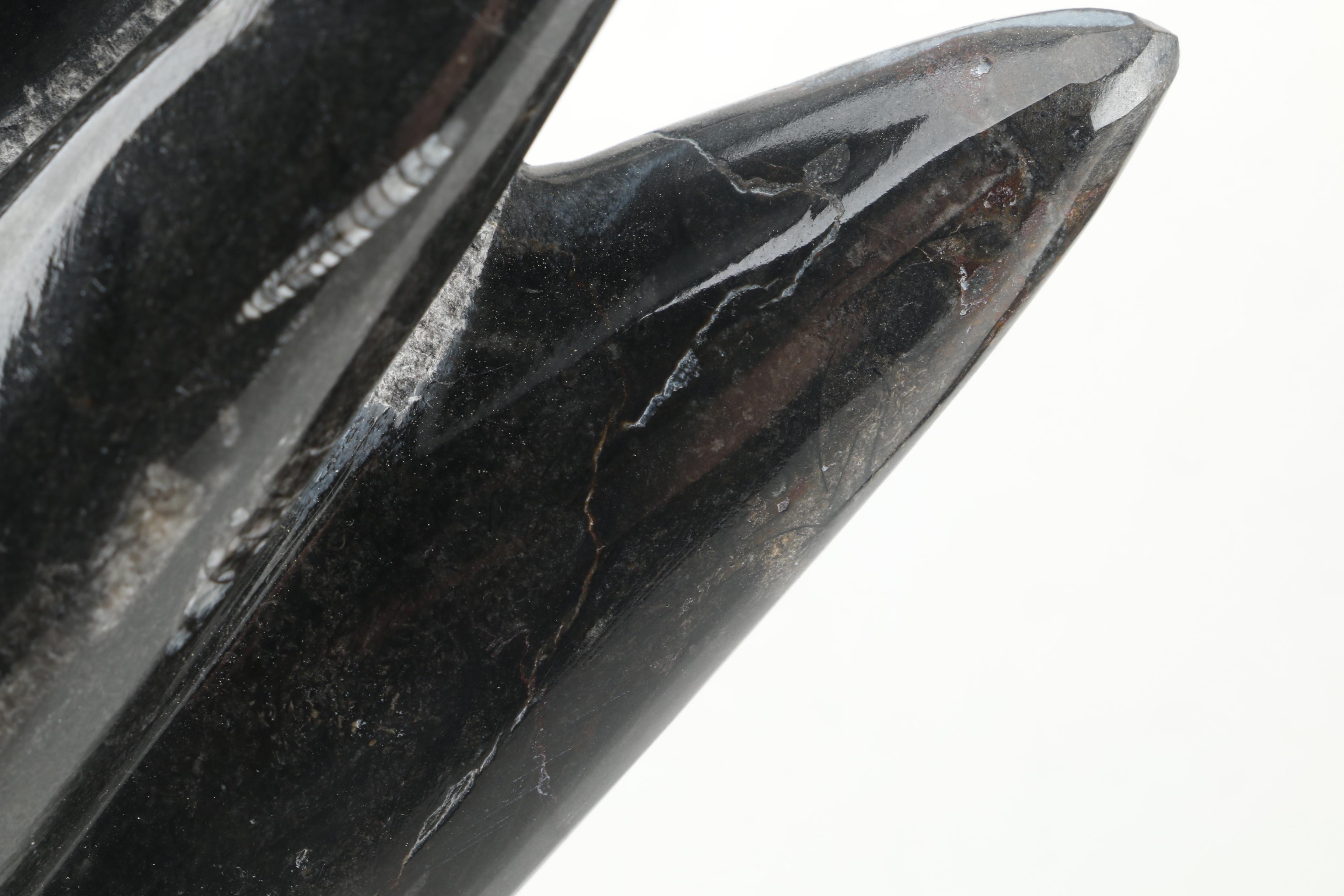 Orthoceras Specimens