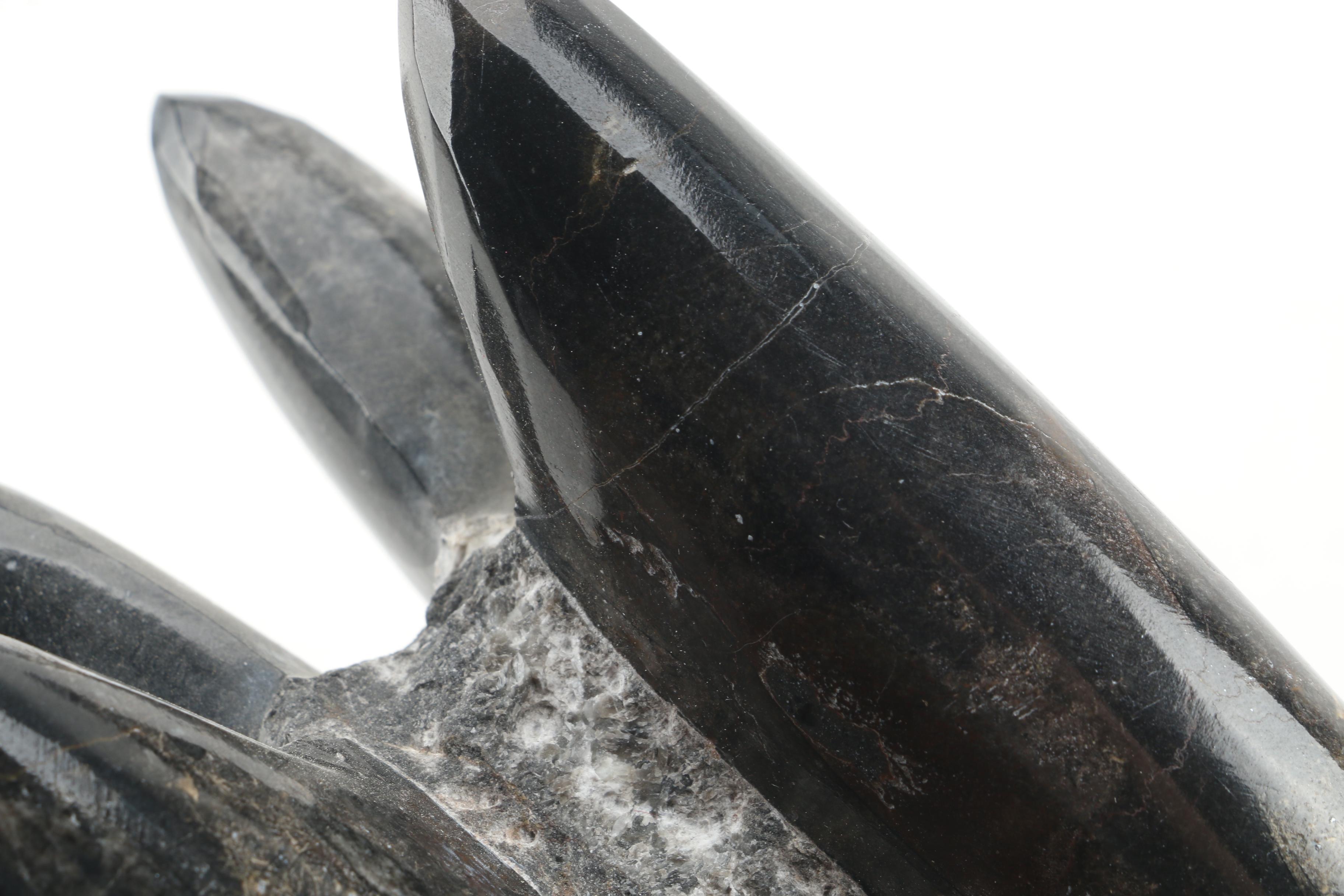 Orthoceras Specimens