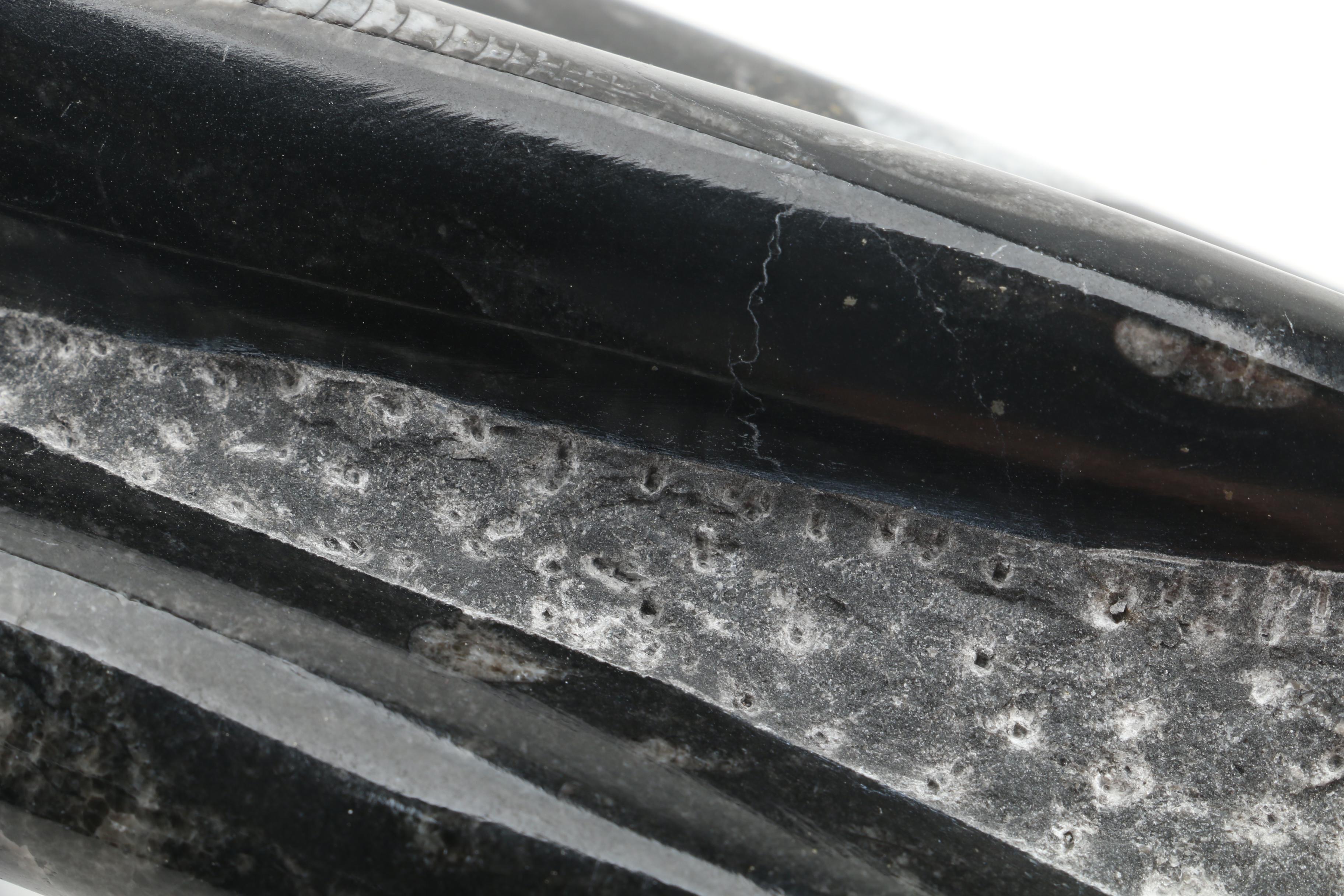 Orthoceras Specimens