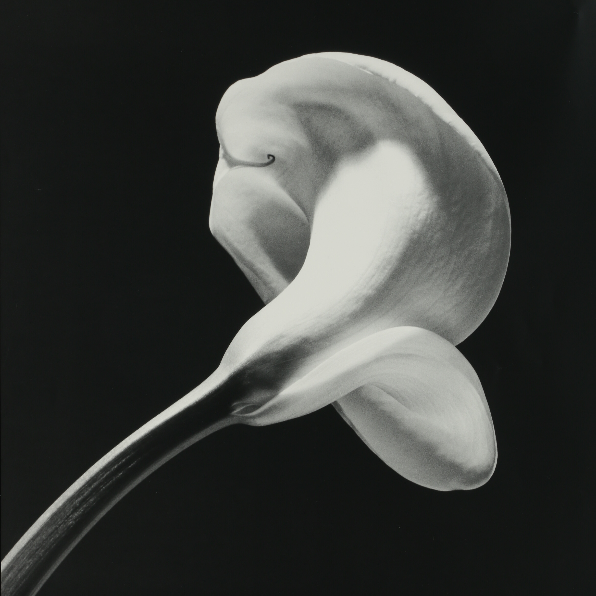 Robert Mapplethorpe Offset Lithograph Exhibition Poster