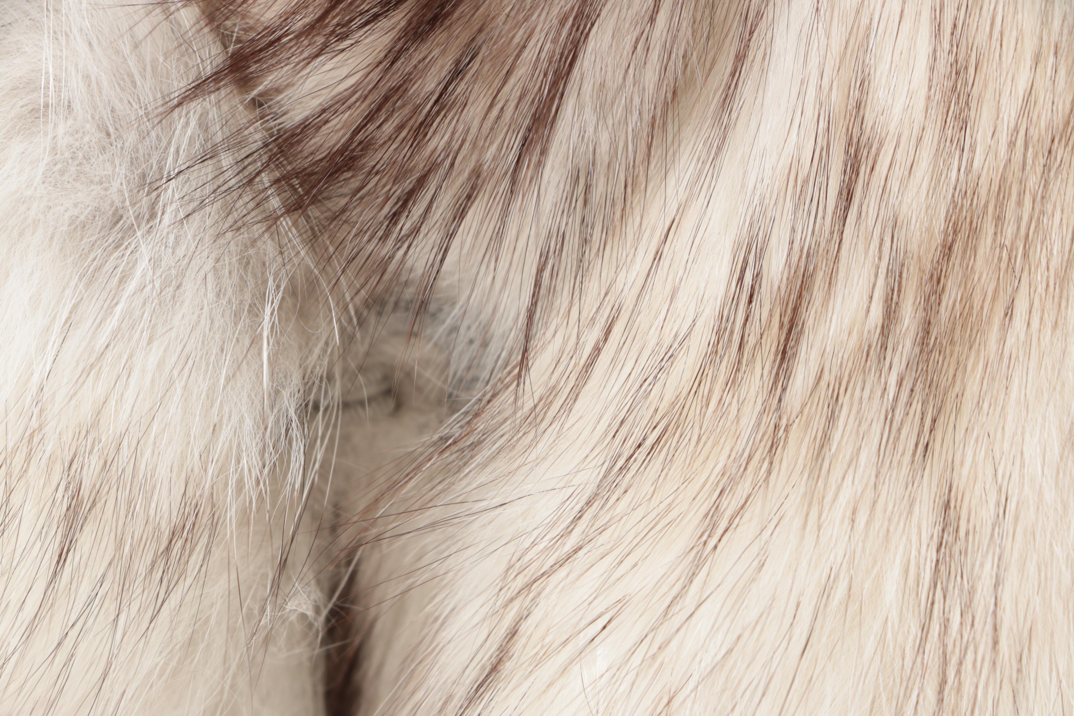 Women's Vintage Anchorage Fur Factory Blue Fox Fur Coat and Vincent + Bill Hat