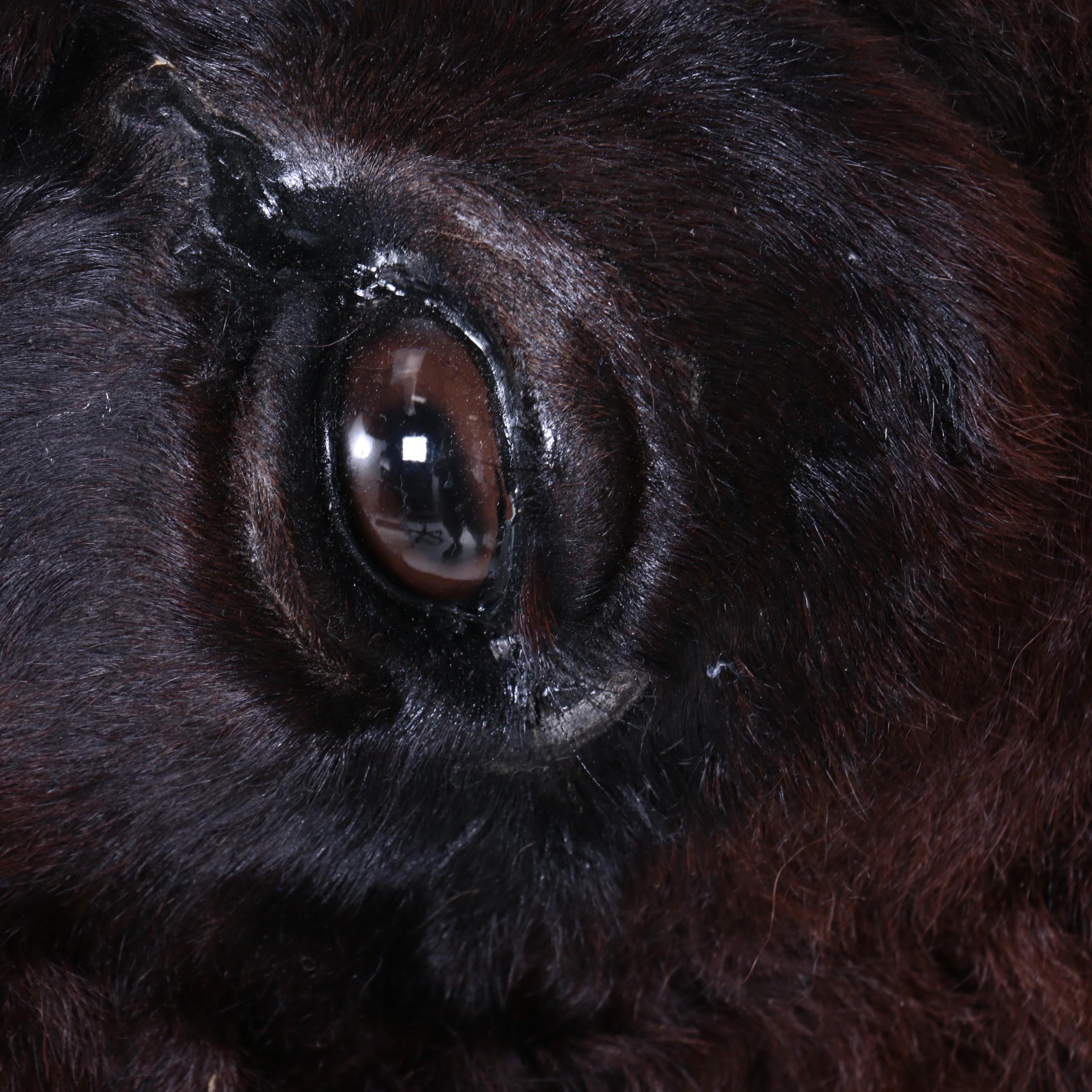 Large Taxidermy Buffalo Bison Head and Shoulder Mount