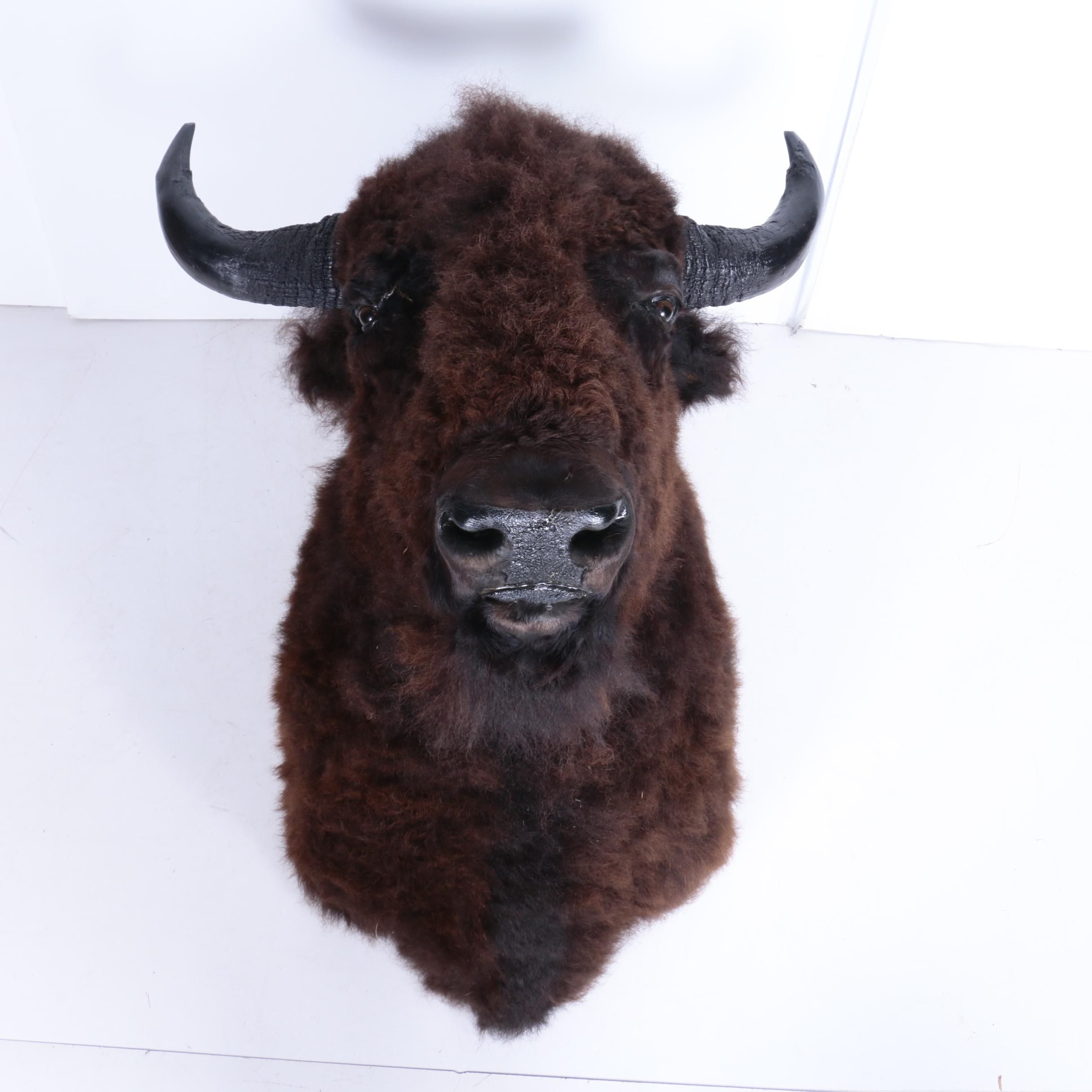 Large Taxidermy Buffalo Bison Head and Shoulder Mount