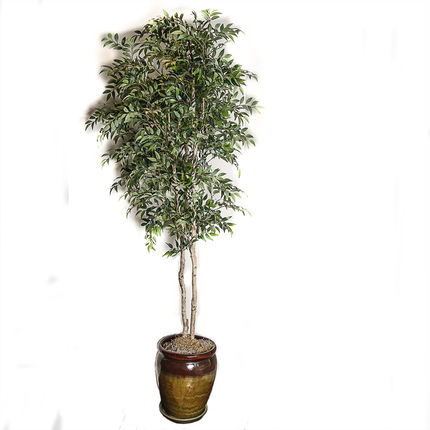 Artificial Ficus Tree in Rustic Ceramic Planter