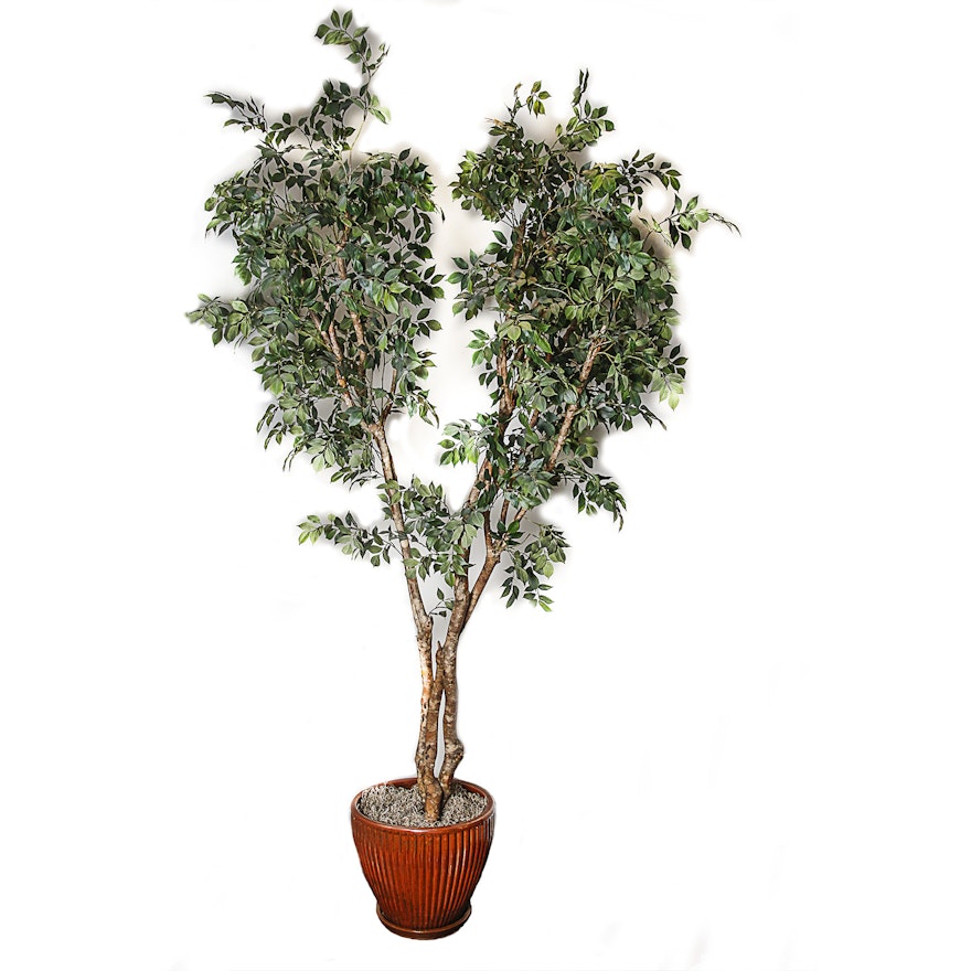 Artificial Ficus Tree in Grooved Ceramic Planter