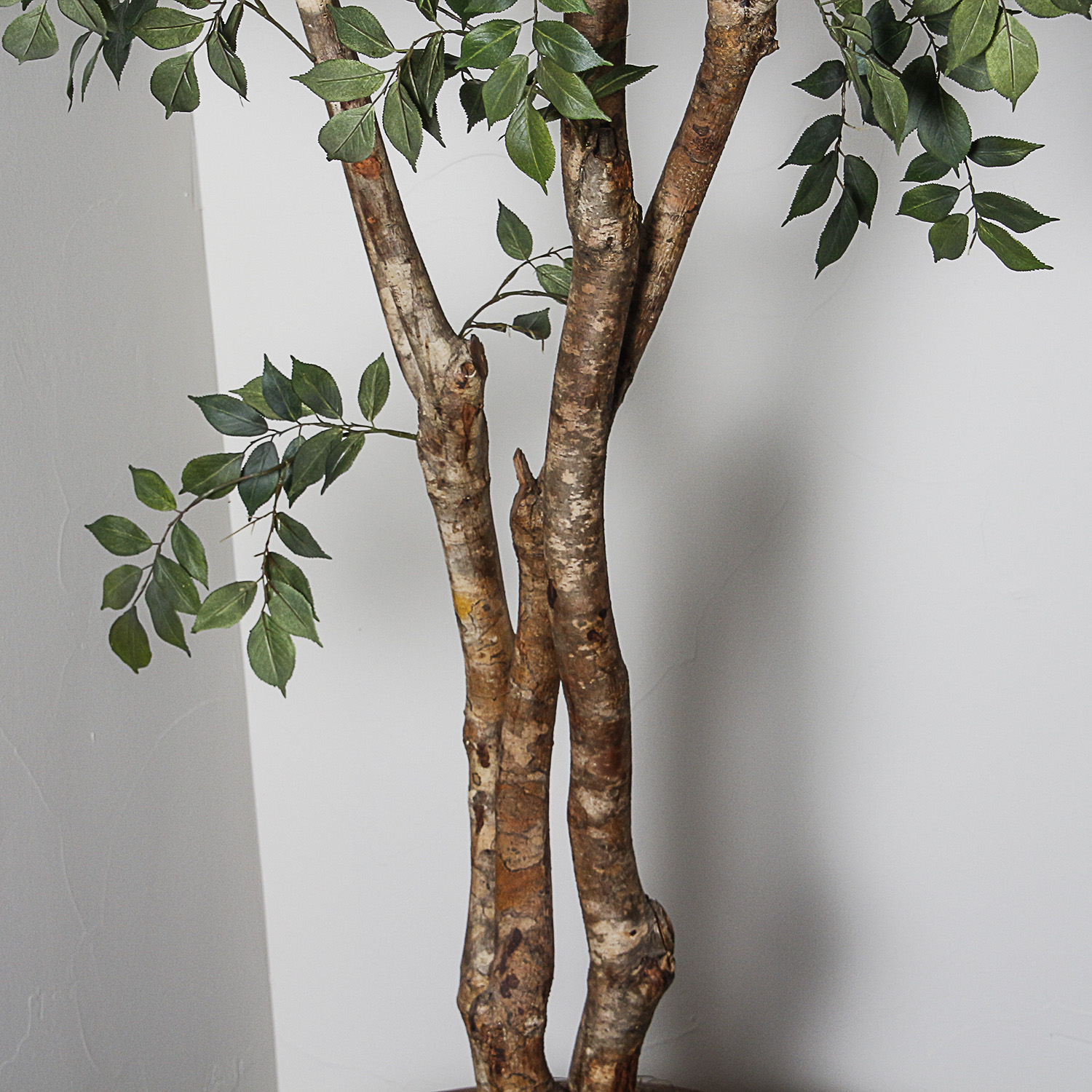 Artificial Ficus Tree in Grooved Ceramic Planter