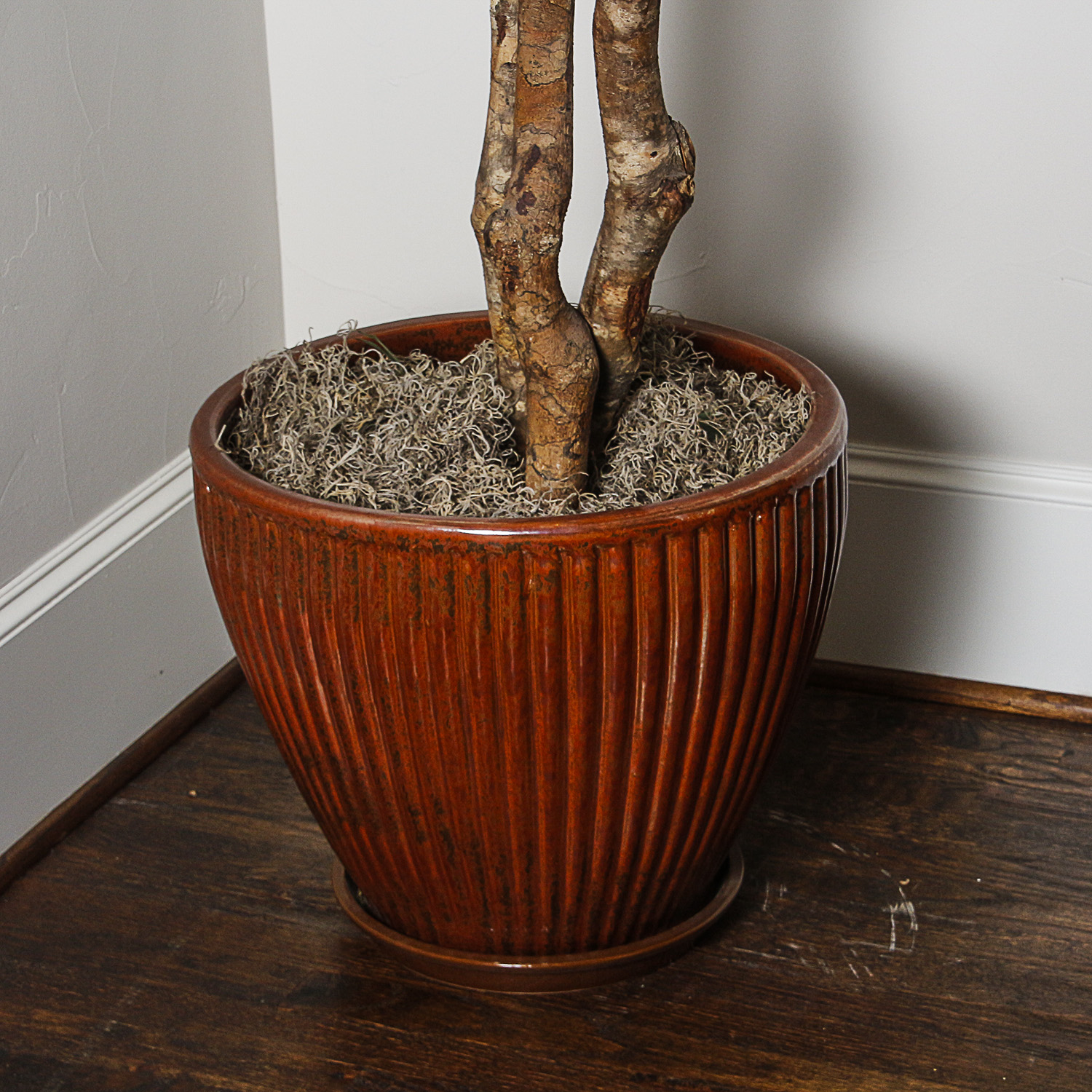 Artificial Ficus Tree in Grooved Ceramic Planter