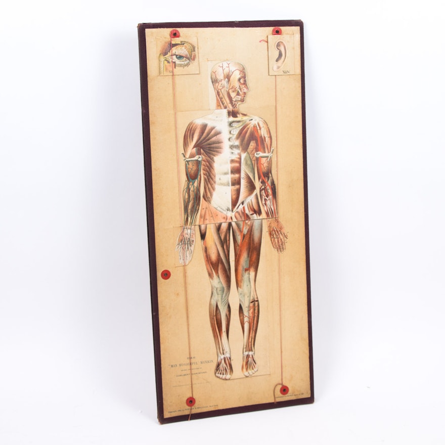Antique Medical Anatomical Manual