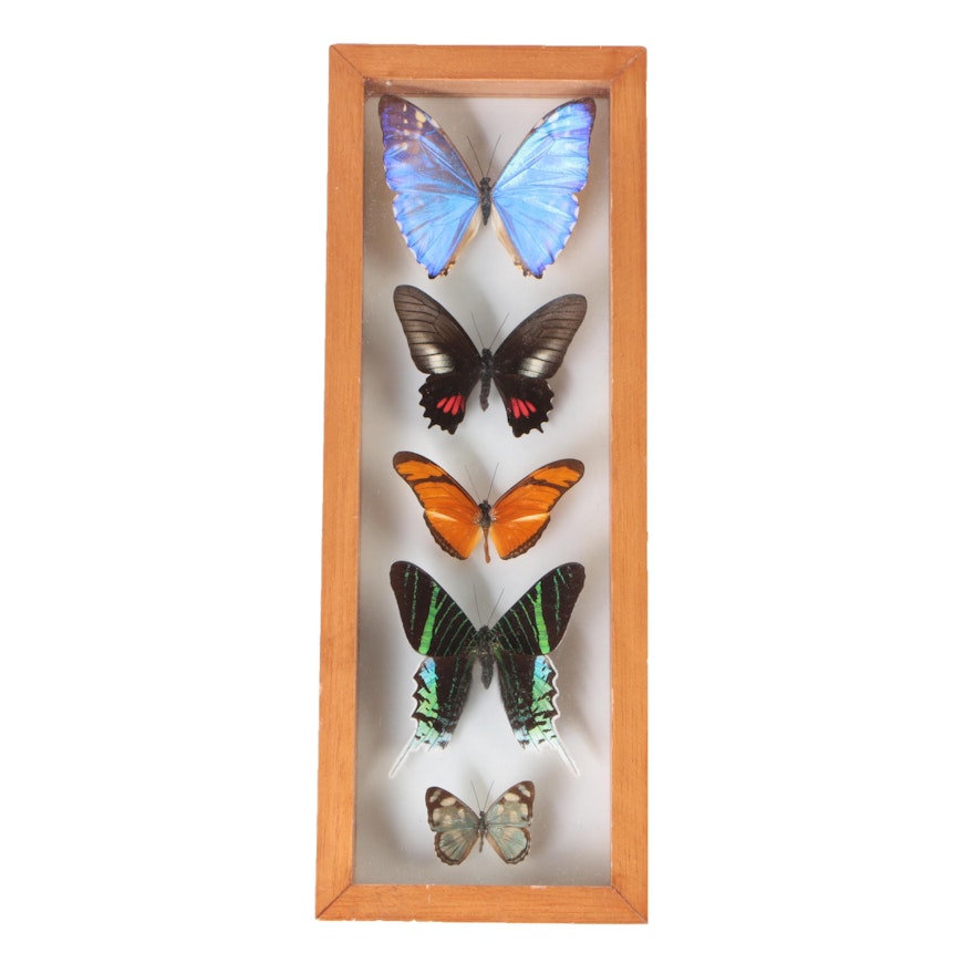 Framed Butterfly and Moth Specimens