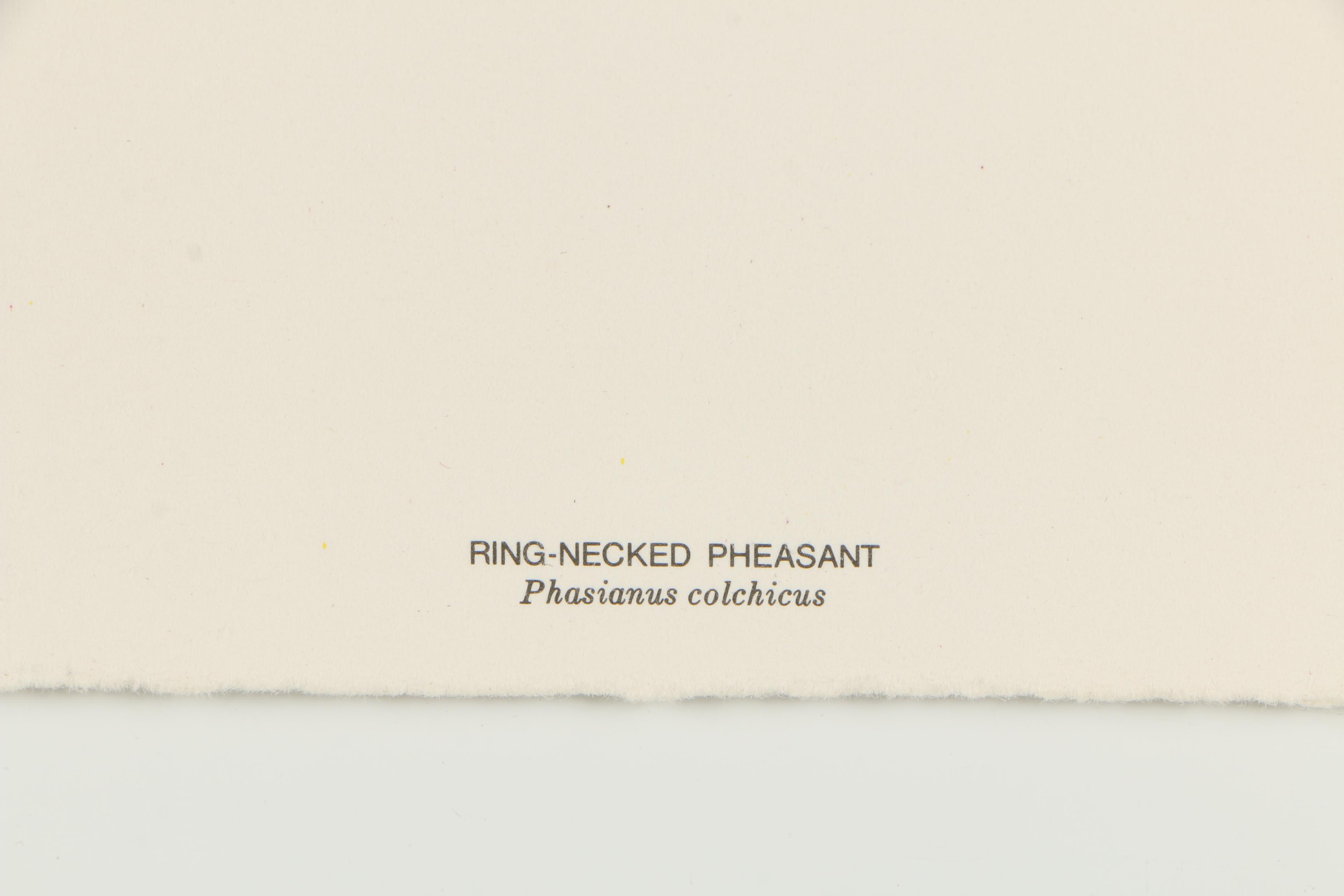 Roger Tory Peterson Limited Edition Offset Lithograph "Ring-Necked Pheasant"