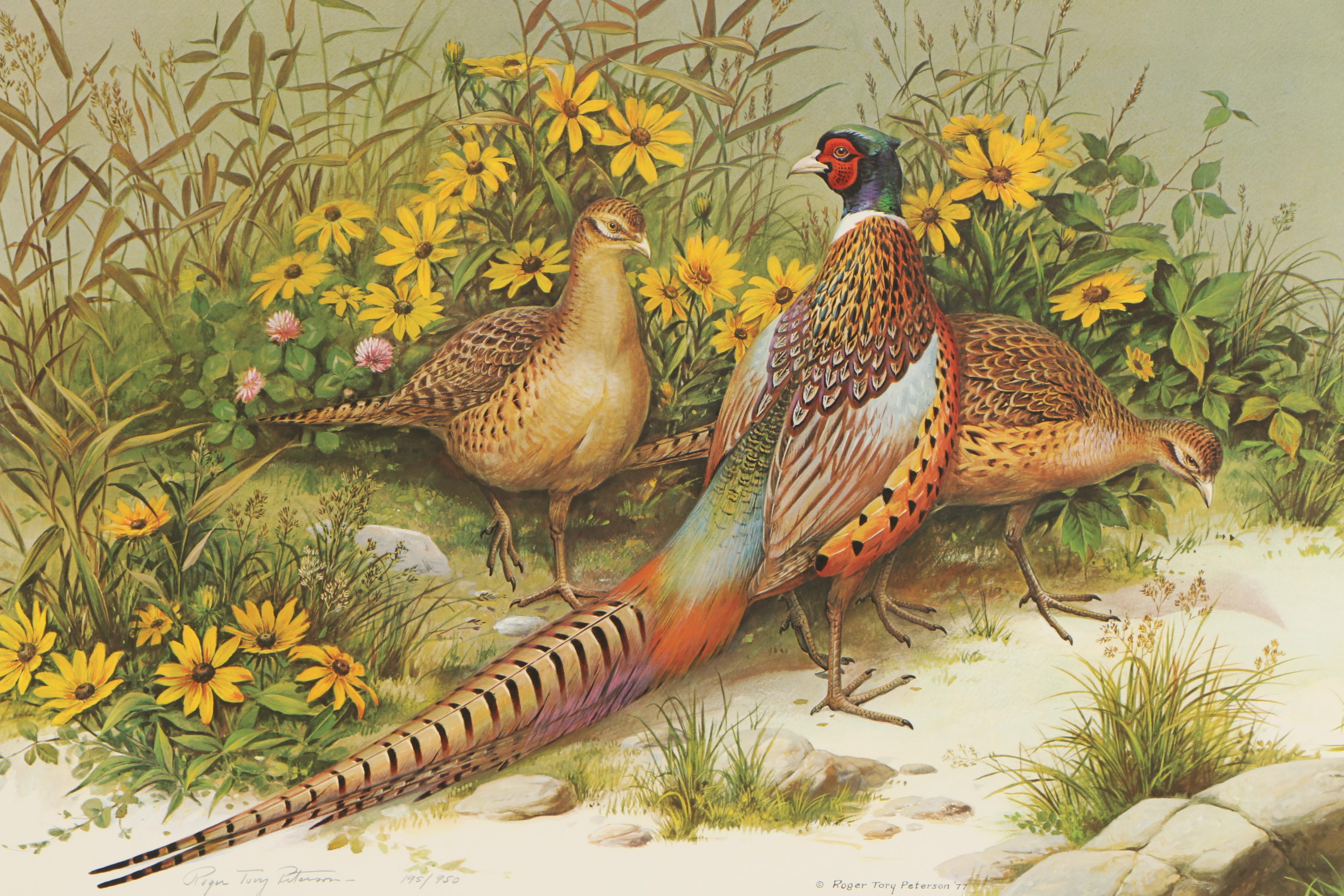 Roger Tory Peterson Limited Edition Offset Lithograph "Ring-Necked Pheasant"