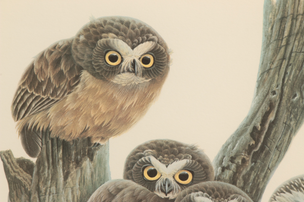 John Ruthven Limited Edition Offset Lithograph "Saw Whet Owls"