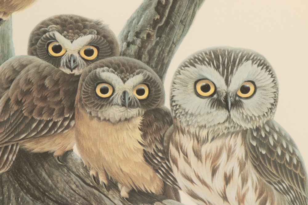 John Ruthven Limited Edition Offset Lithograph "Saw Whet Owls"