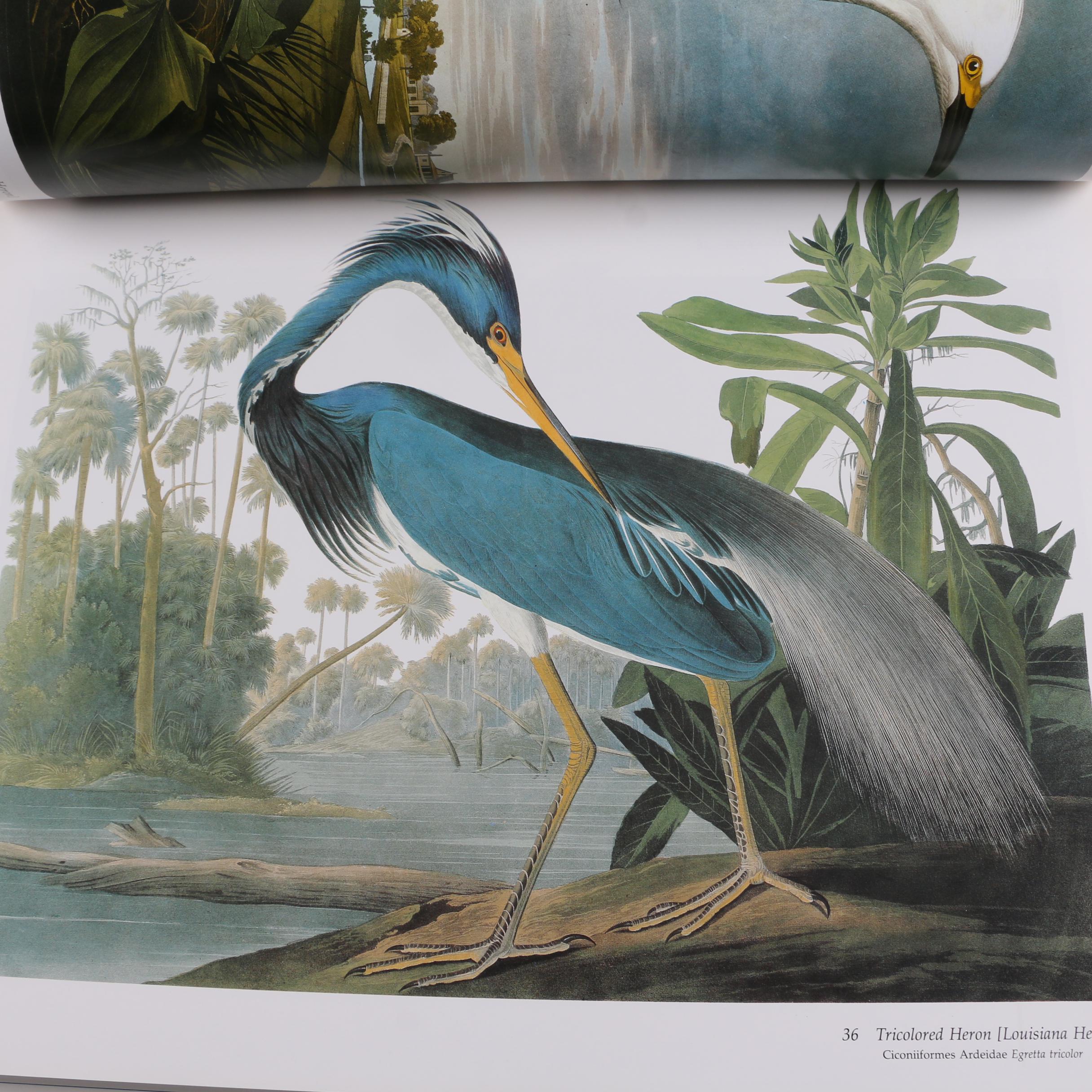 1993 First Artabras Edition "Audubon's Birds of America" Baby Elephant Folio