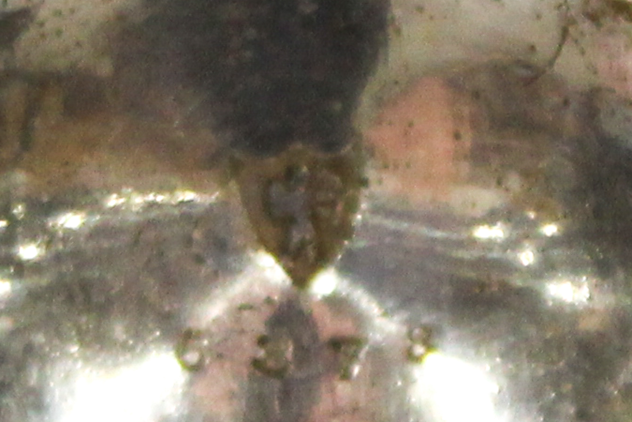 Victorian Silver Plate and Glass Claret Jug, by John Grinsell & Sons