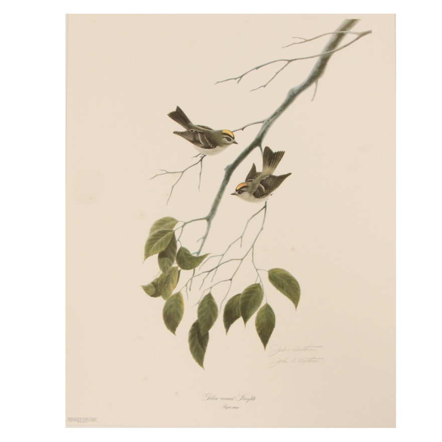 John Ruthven Limited Edition Offset Lithograph "Golden-crowned Kinglets"